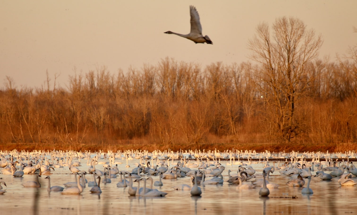 Pungo Unit of Pocosin Lakes National Wildlife Refuge - Pantego, NC