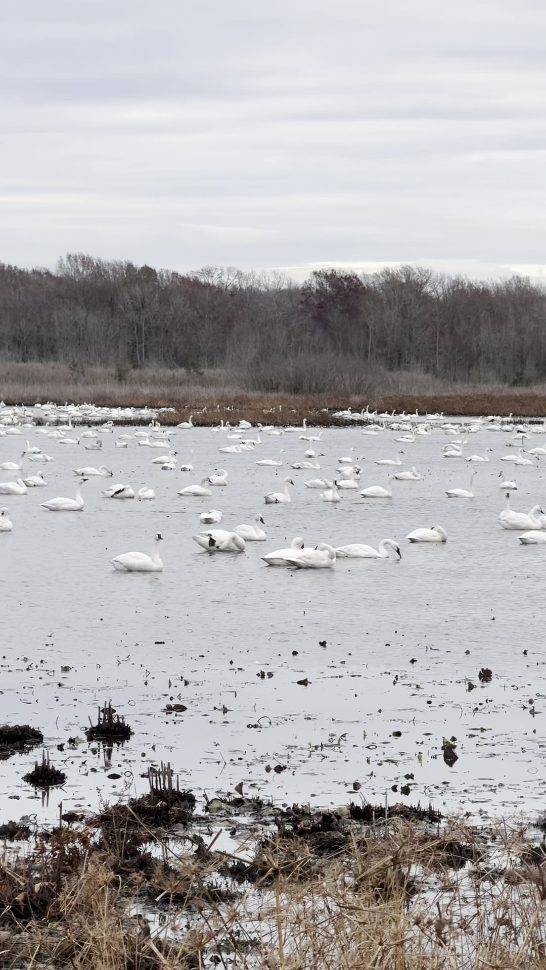 Pungo Unit of Pocosin Lakes National Wildlife Refuge - Pantego, NC