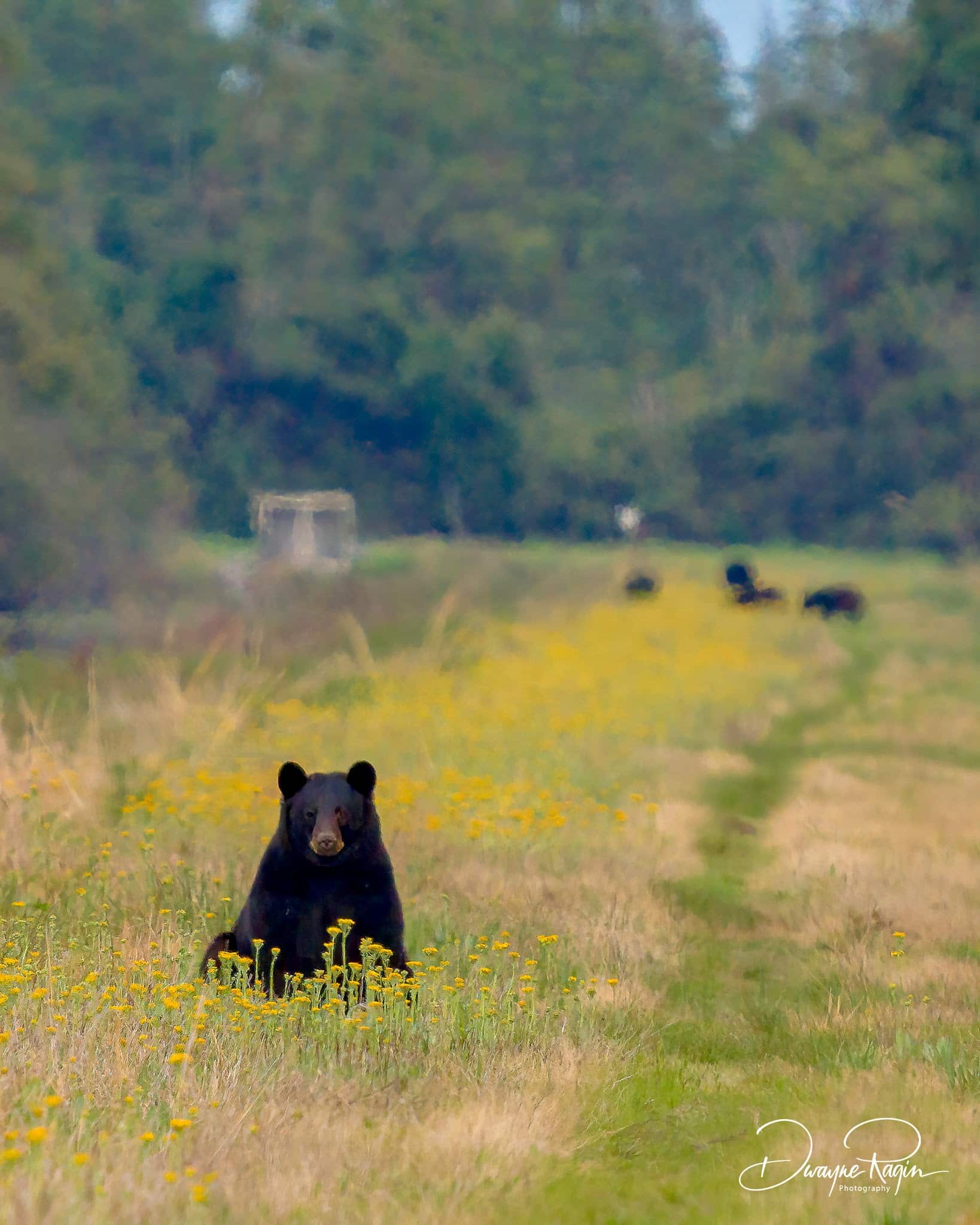 Pungo Unit of Pocosin Lakes National Wildlife Refuge - Pantego, NC