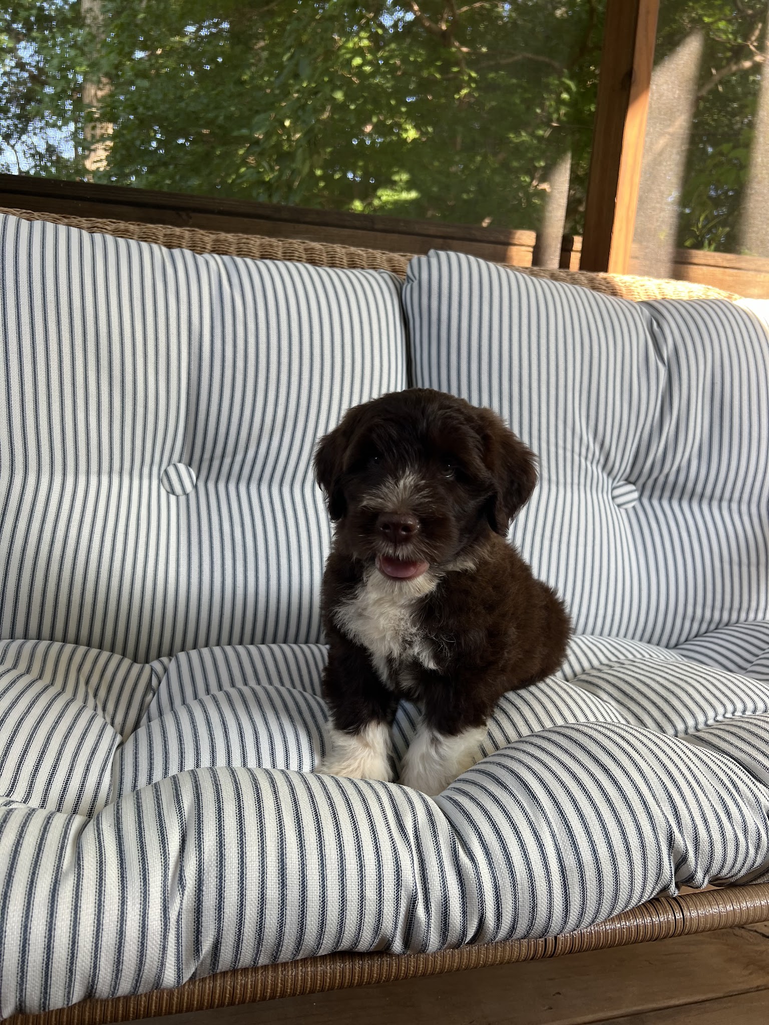 PORTIES OF PARADISE - Paradise, PA