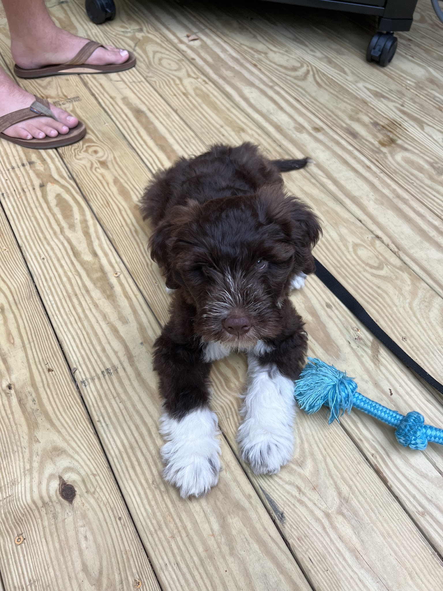 PORTIES OF PARADISE - Paradise, PA