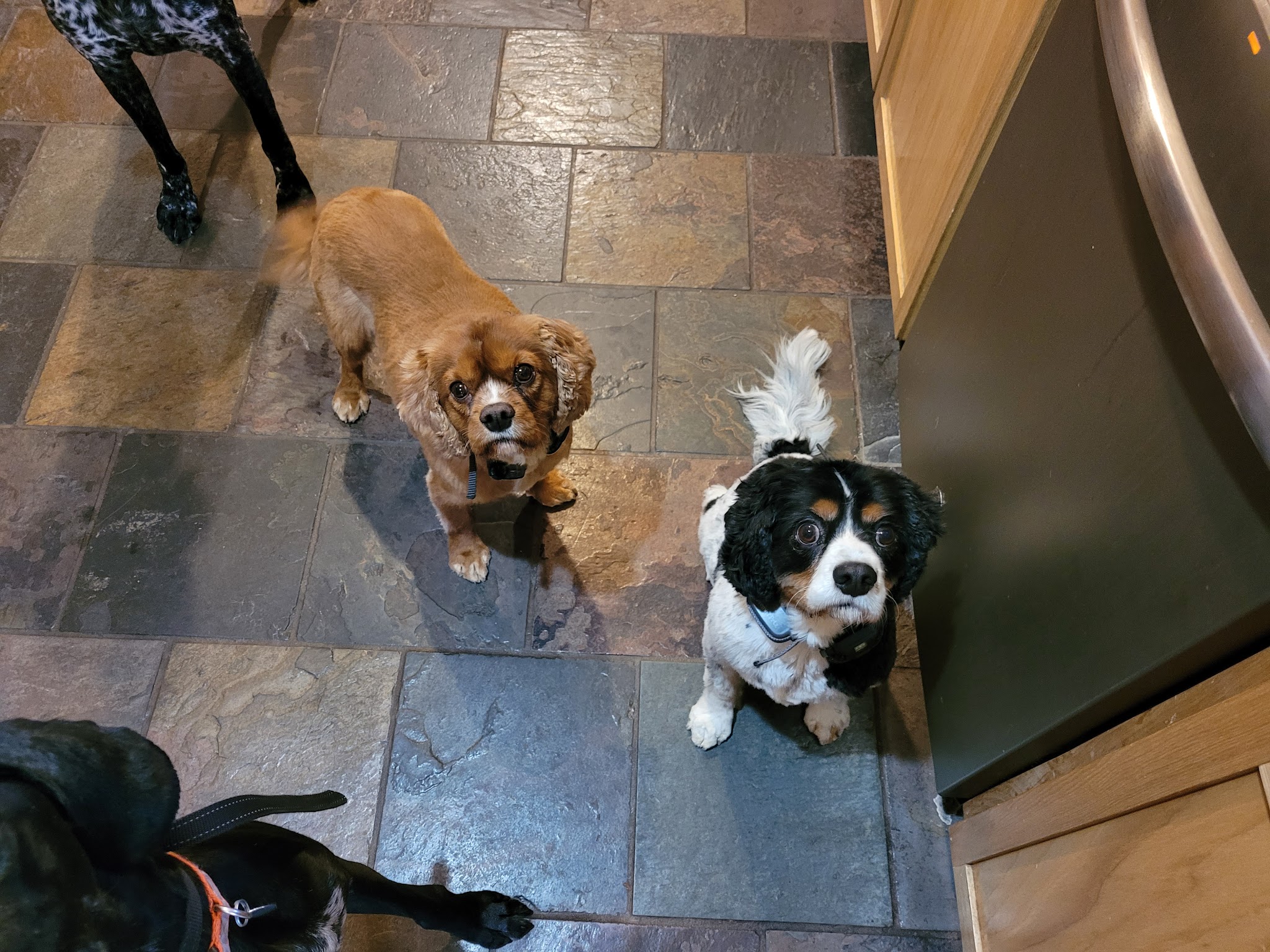 Dogs Paw Inc. - Park Rapids, MN