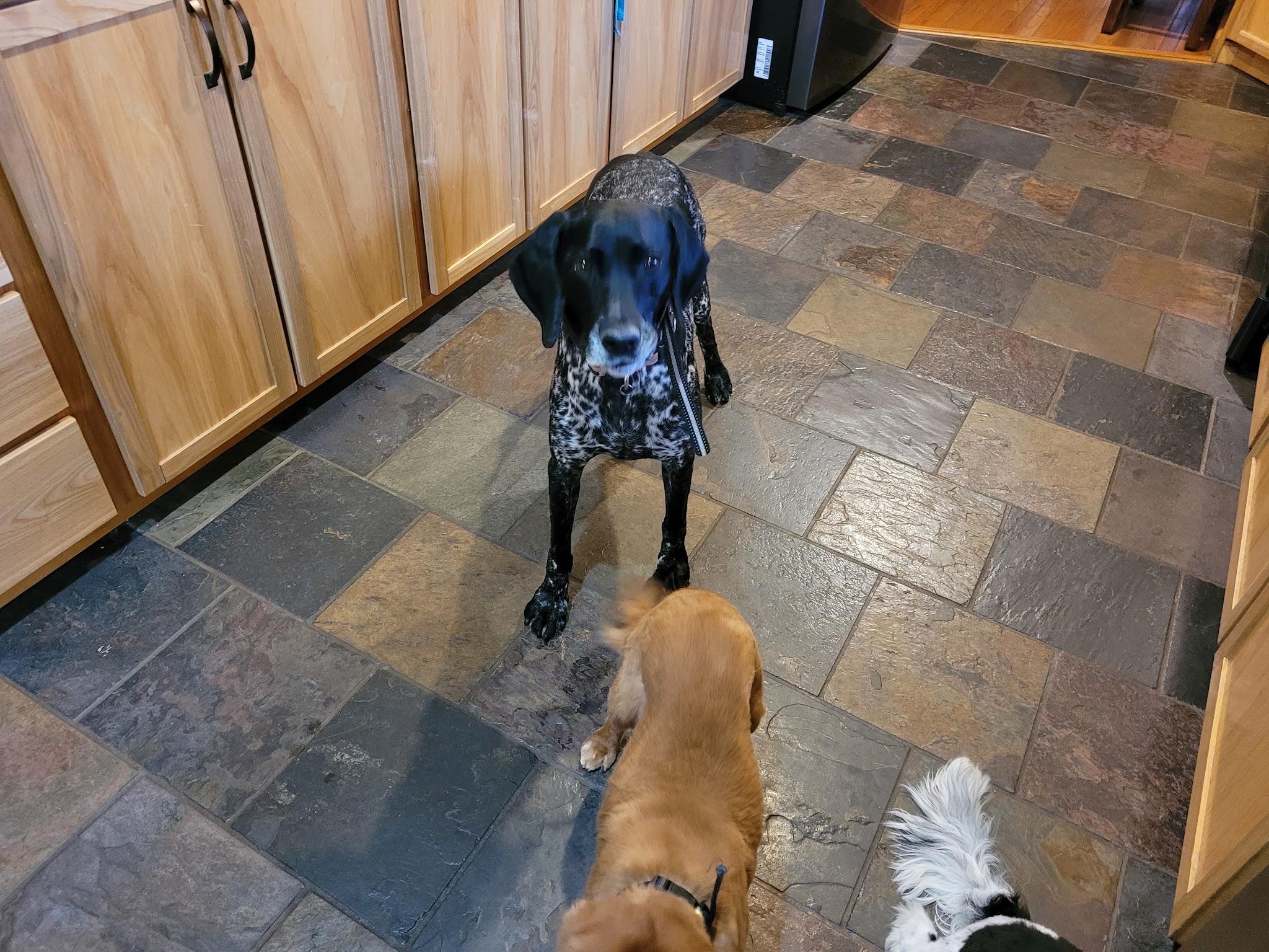 Dogs Paw Inc. - Park Rapids, MN