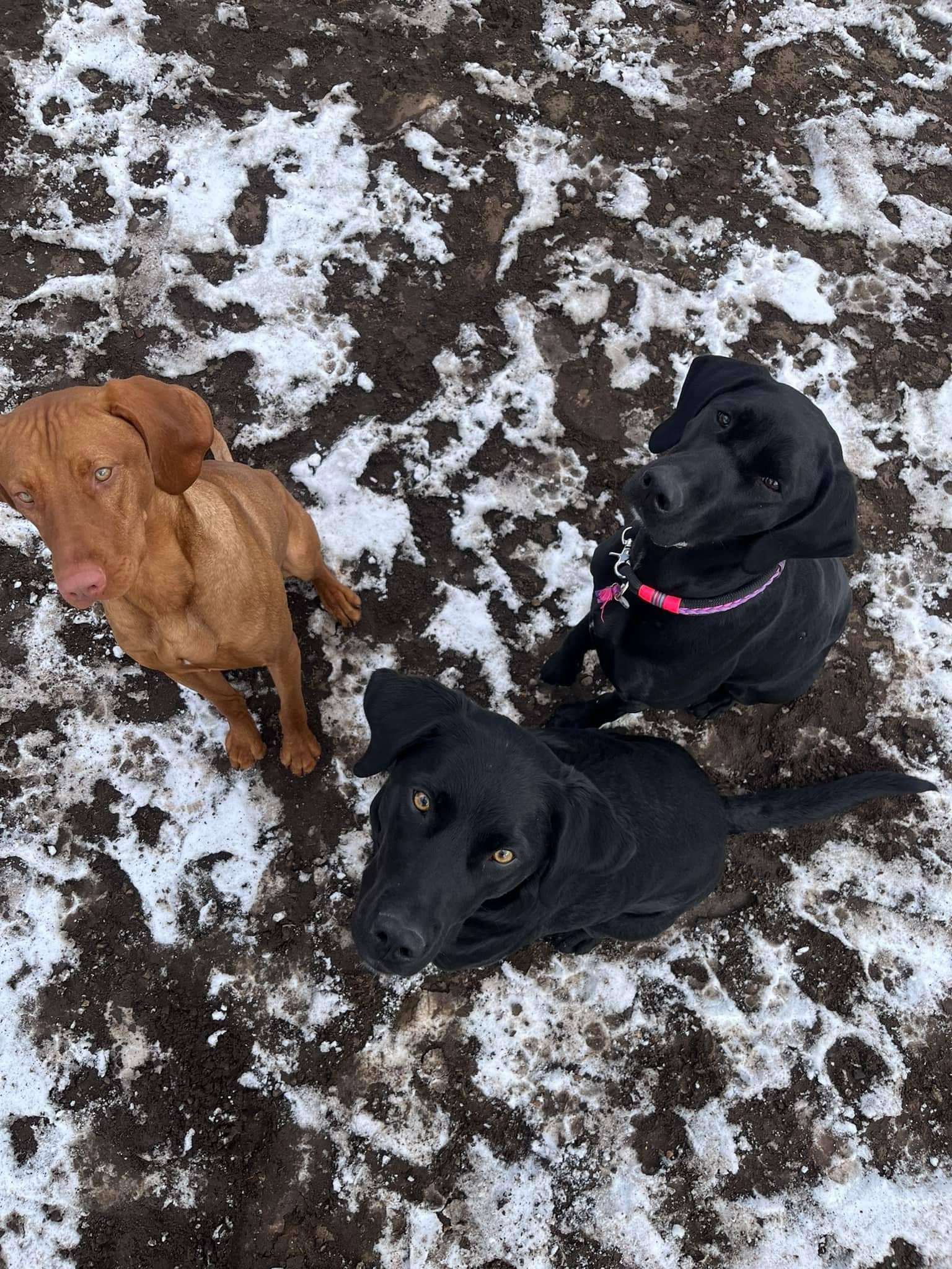 Dogs Paw Inc. - Park Rapids, MN