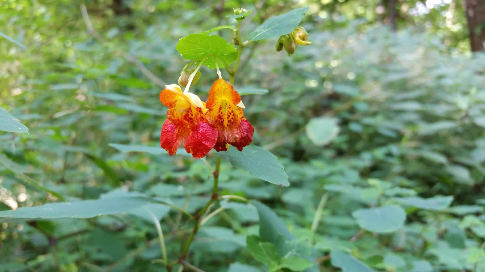 Johnson T. Janes Park - Parkersburg, WV