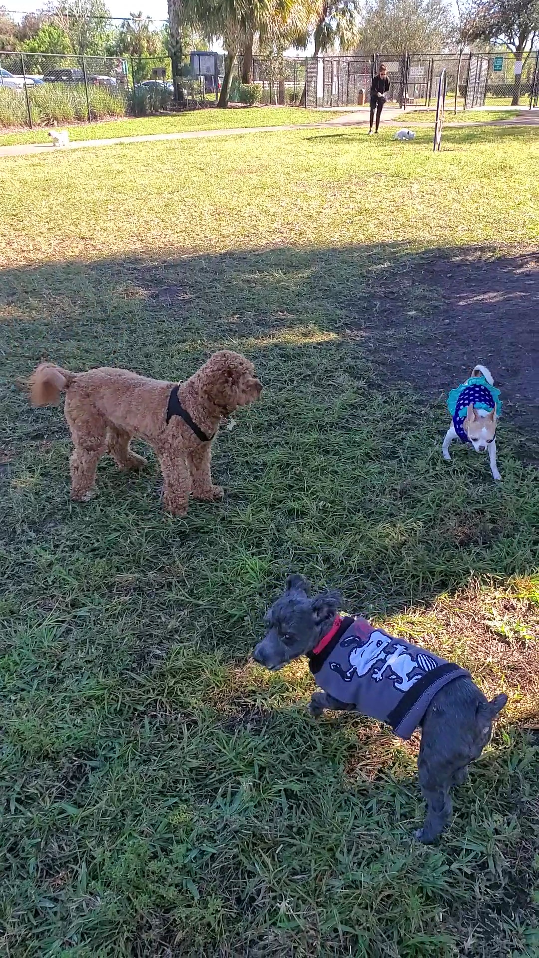 Barkland Dog Park - Parkland, FL