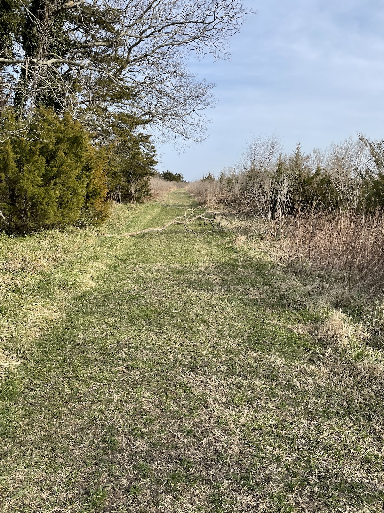 Mutton Hunk Fen Natural Area Preserve - Parksley, VA
