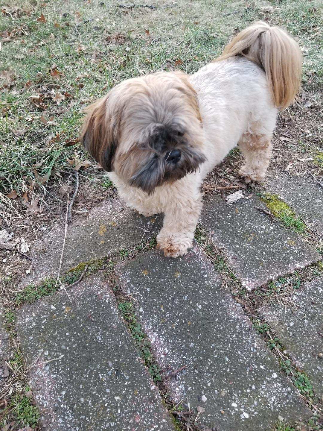 Parwin's Dog Walking and Pet Sitting Service LLC - ,