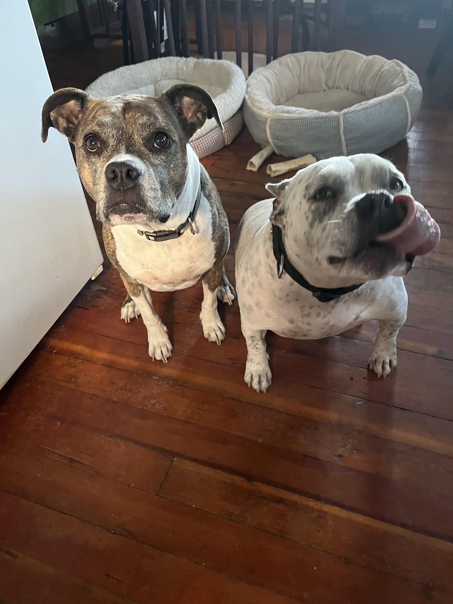 The Dog Tutor - Pawling, NY