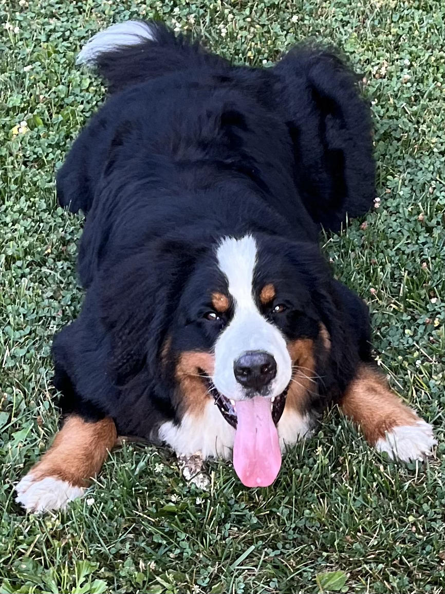 The Dog Tutor - Pawling, NY