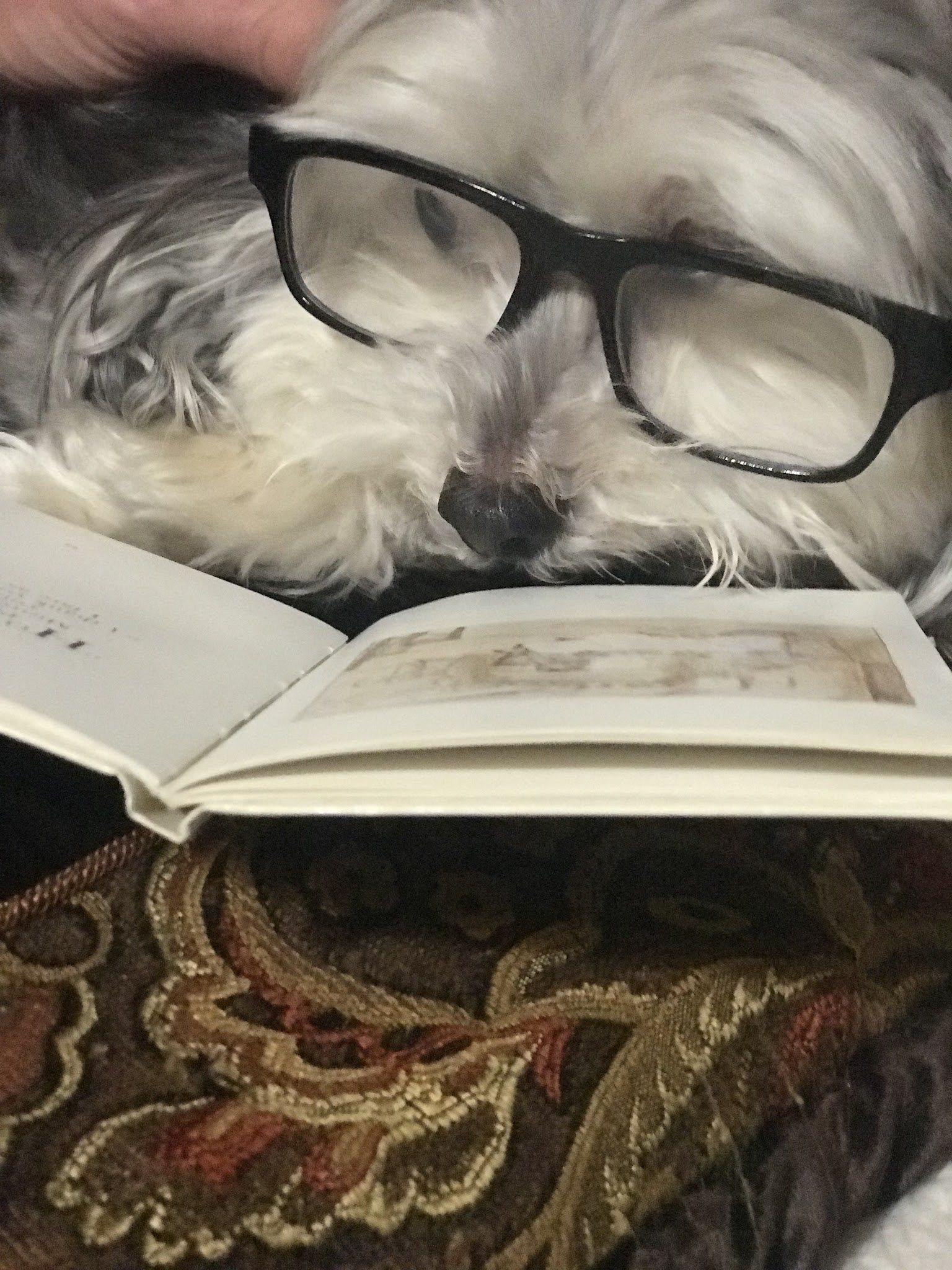 The Dog Tutor - Pawling, NY