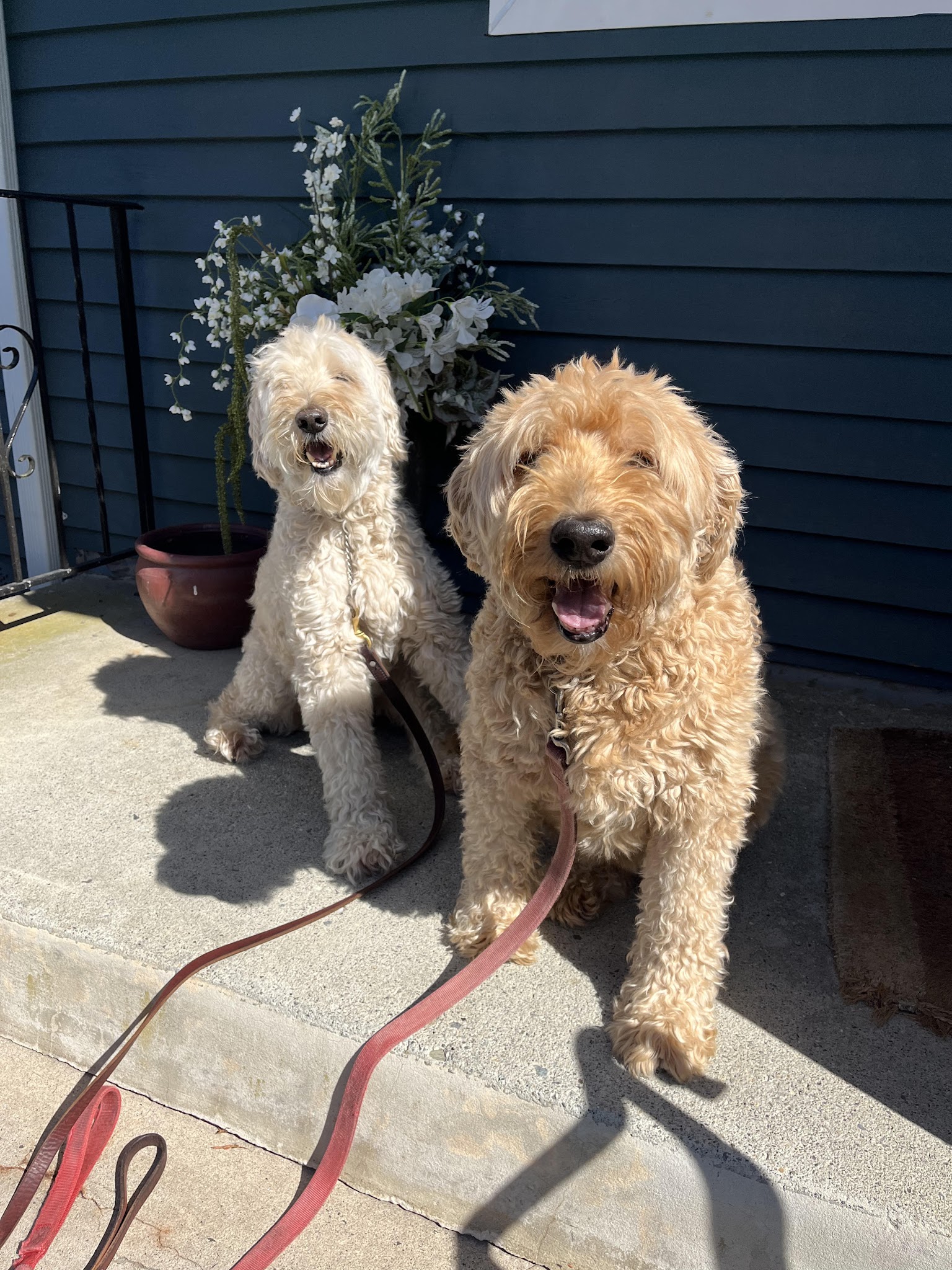 The Dog Tutor - Pawling, NY