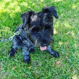 Pawsitive Collective - ,