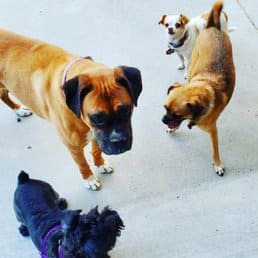 Pawsitive Collective - ,