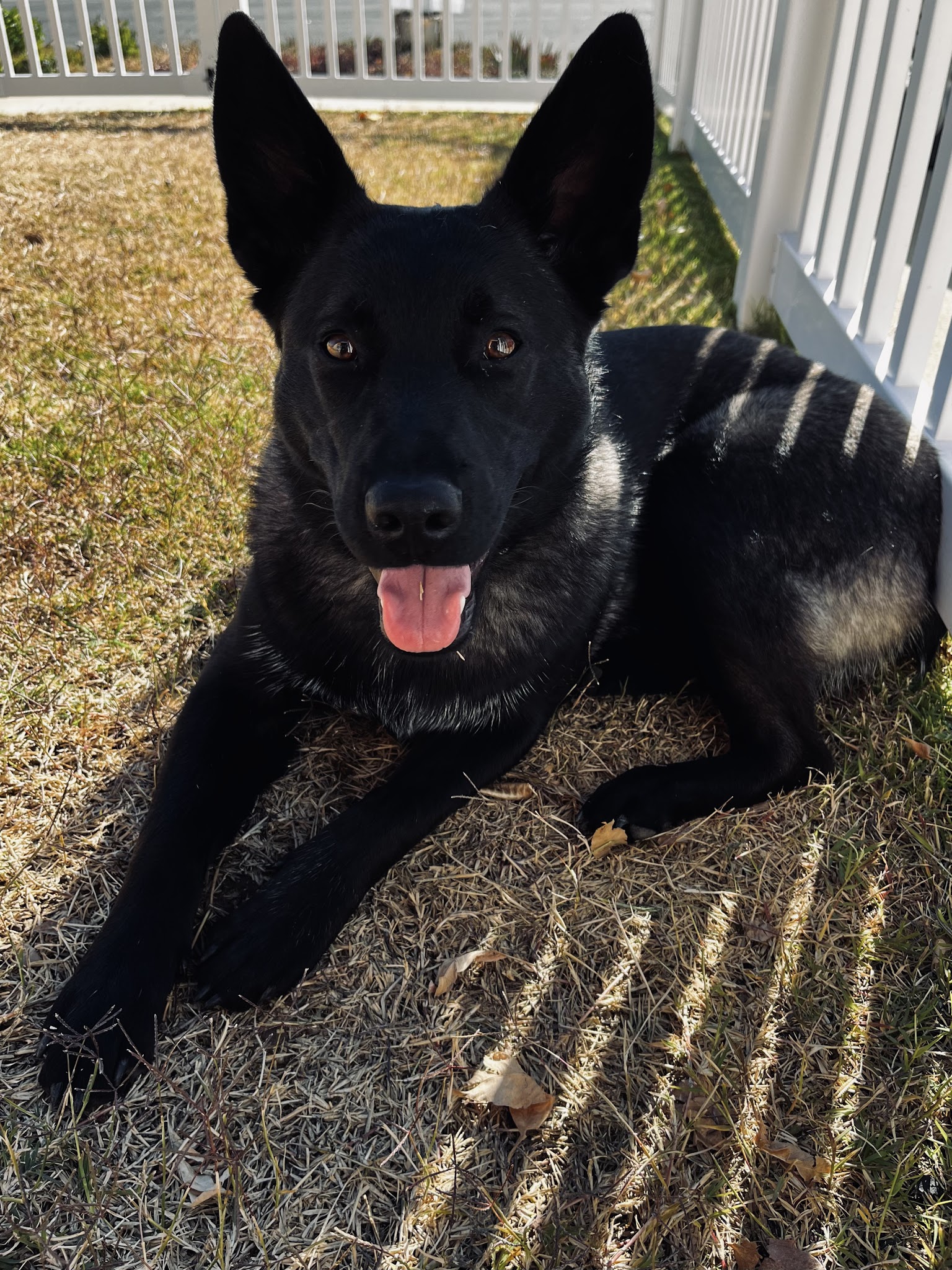 Pawsitive Collective - ,