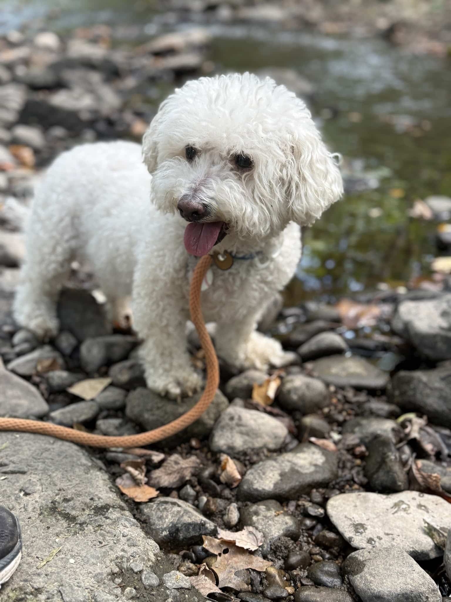 Pawsitive Pack Training - ,