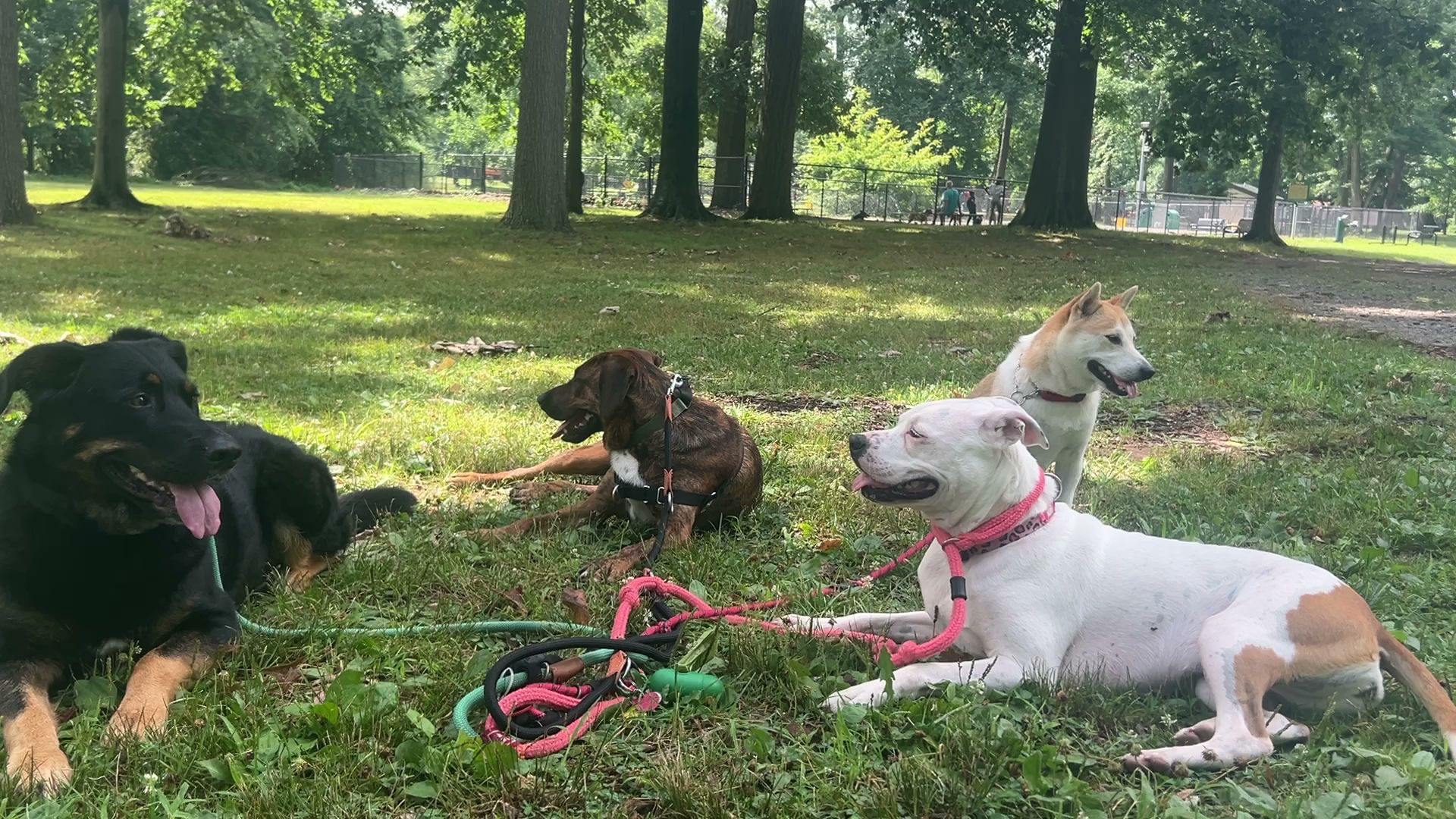 Pawsitive Pack Training - ,