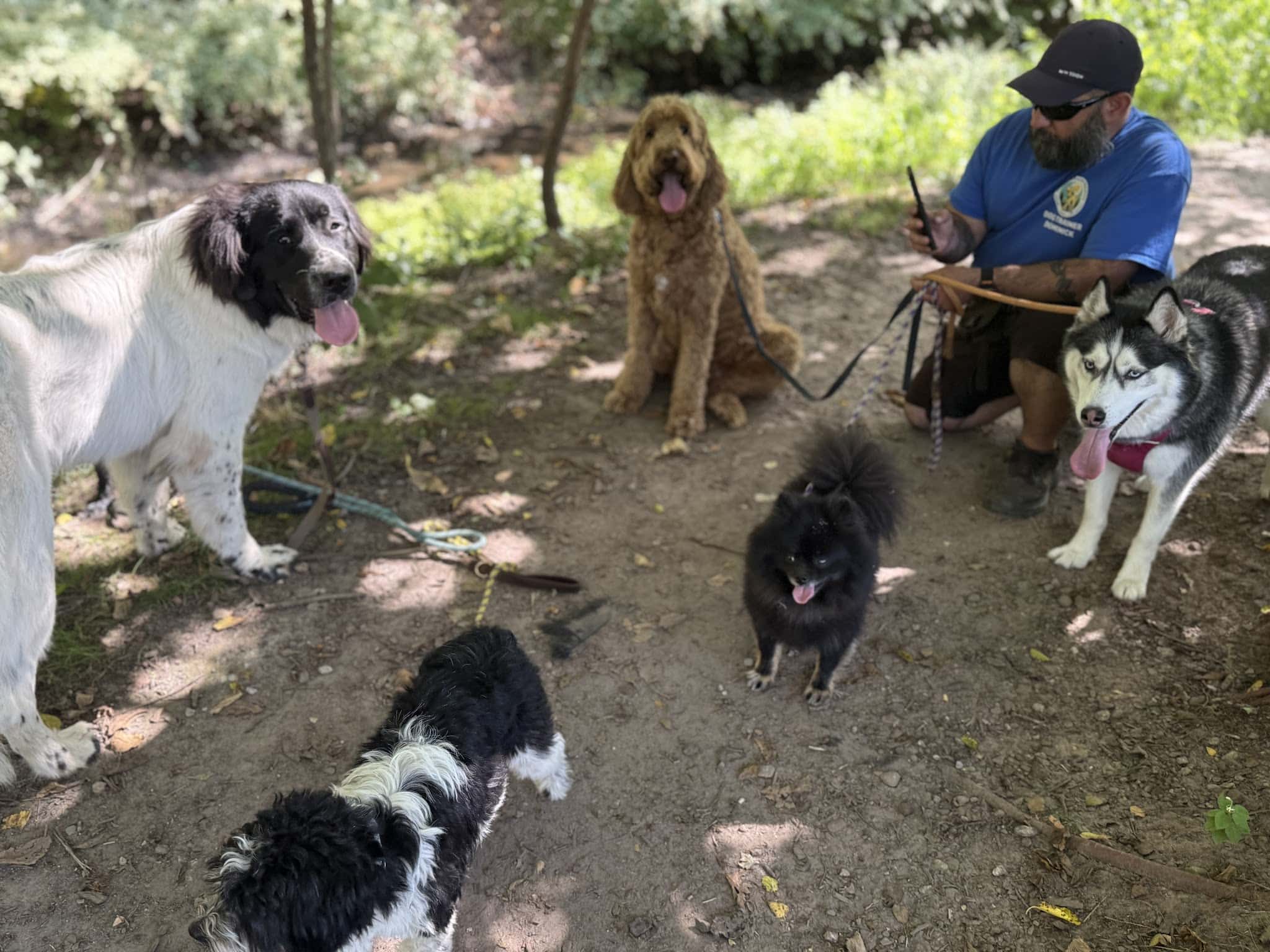 Pawsitive Pack Training - ,