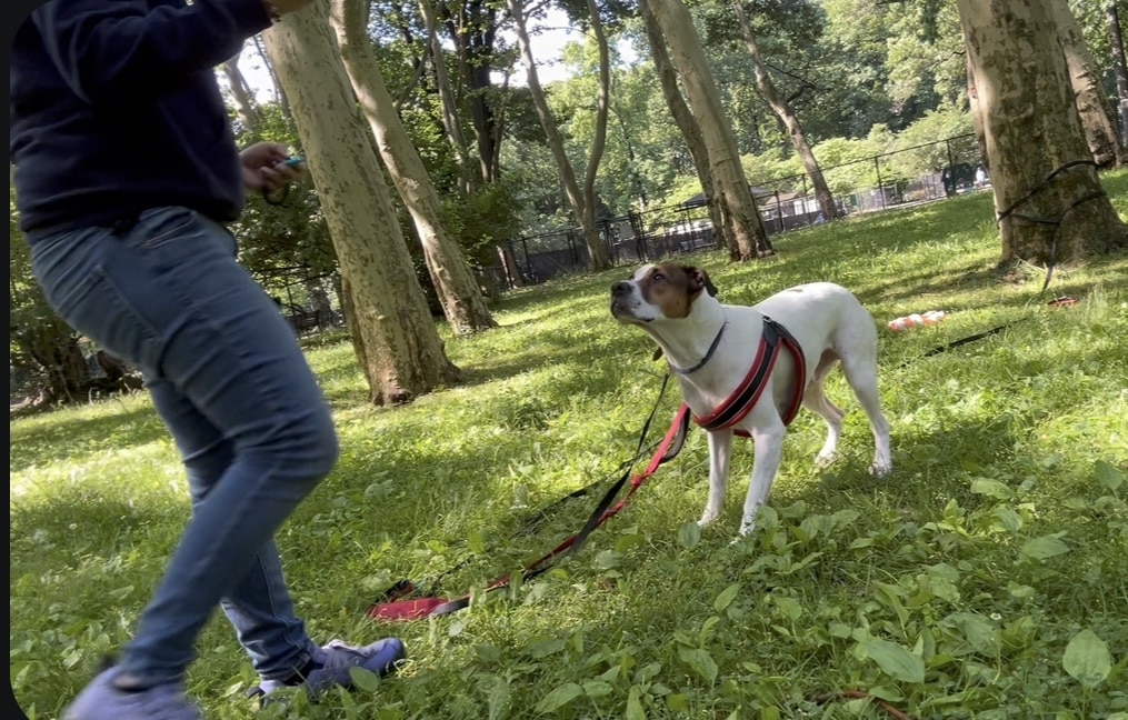 Pawsitive Pack Training - ,