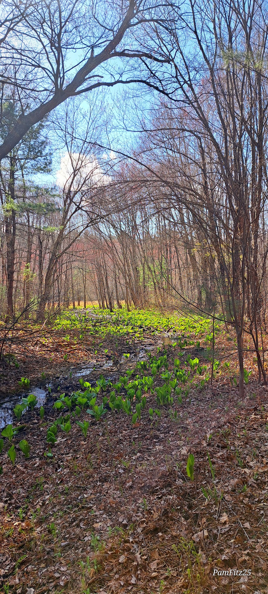 Wolven park - Pelham, NH