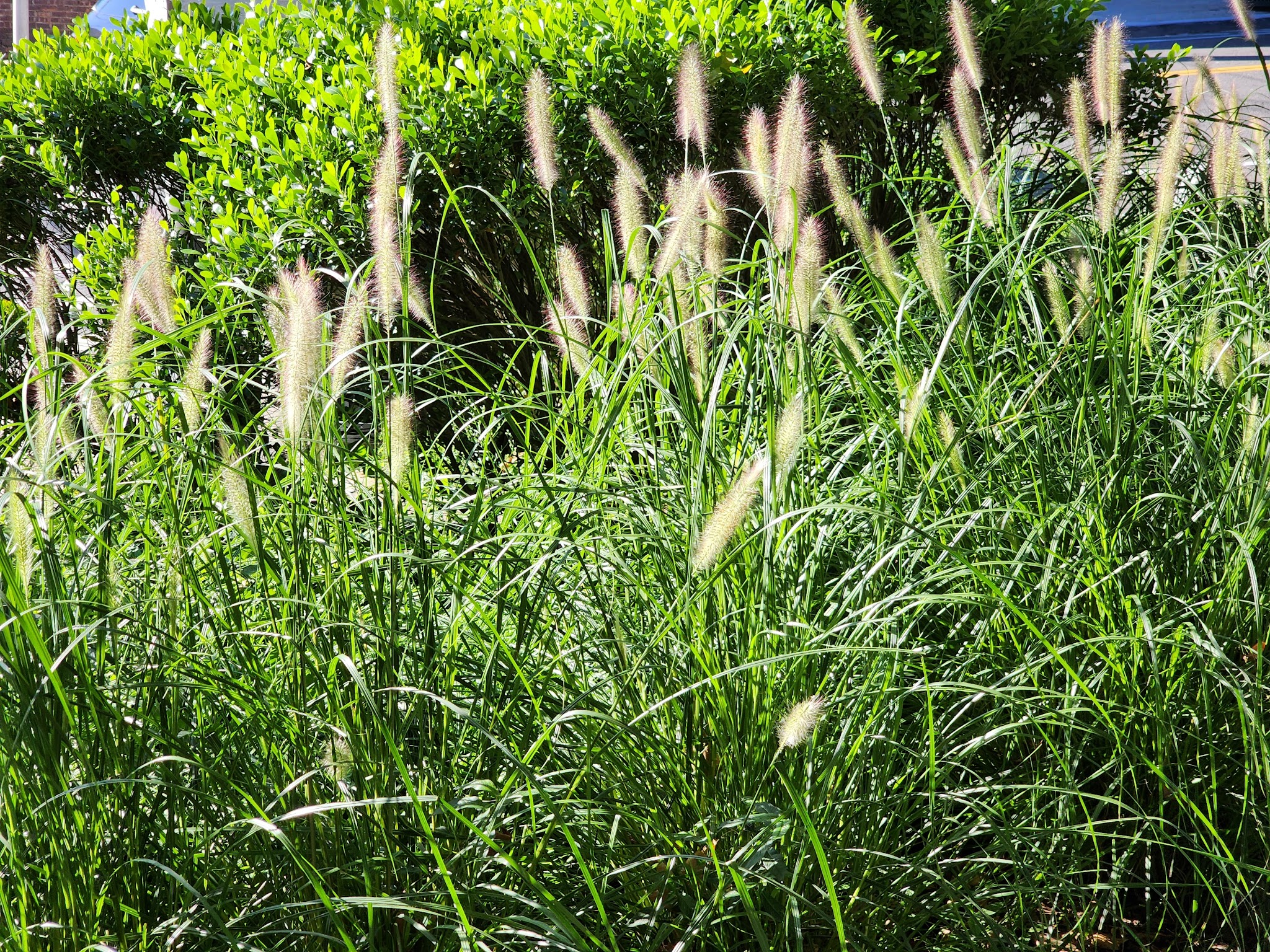 Wolfs Lane Park - Pelham, NY