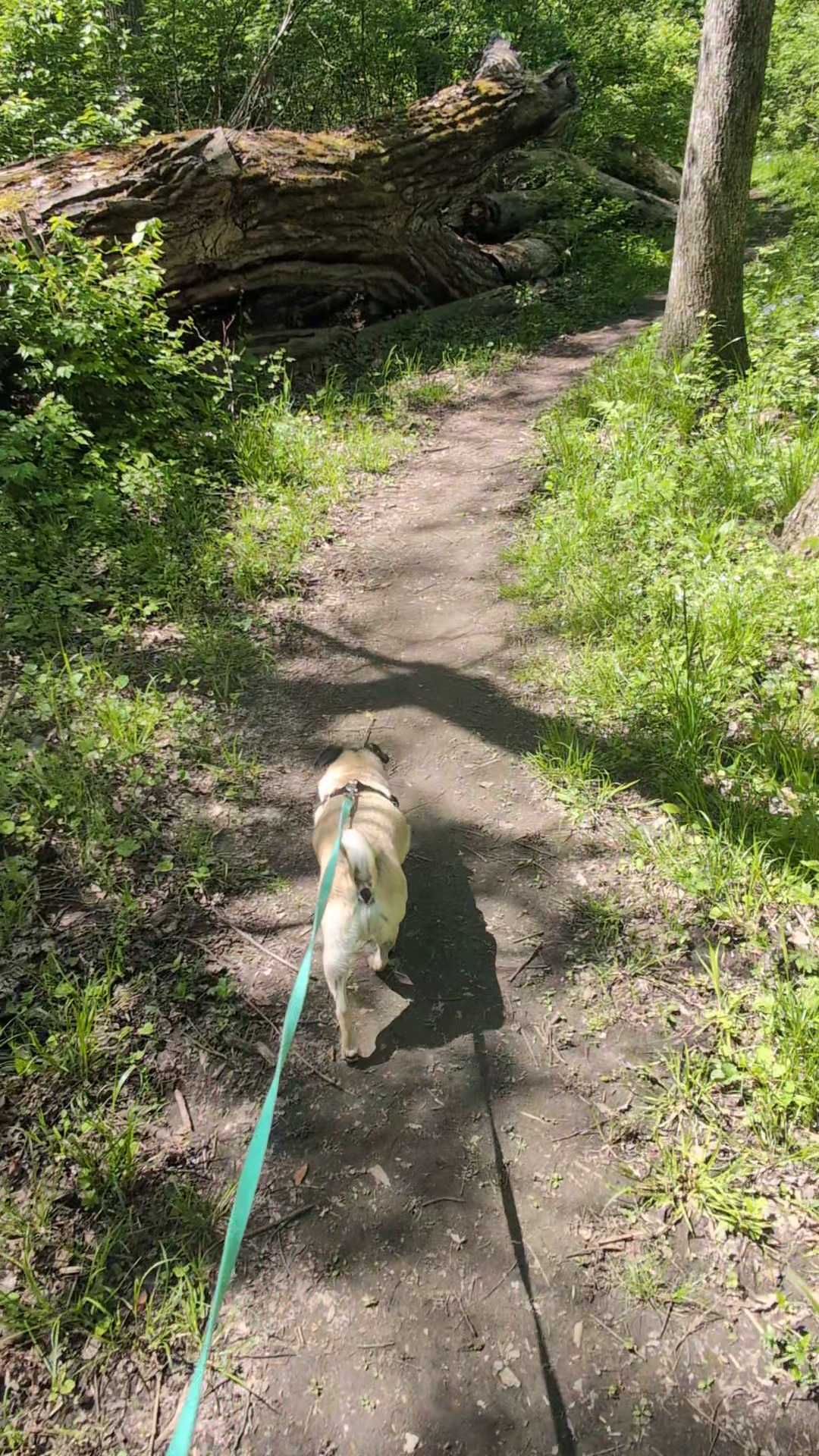 Big Rock - Pella, IA