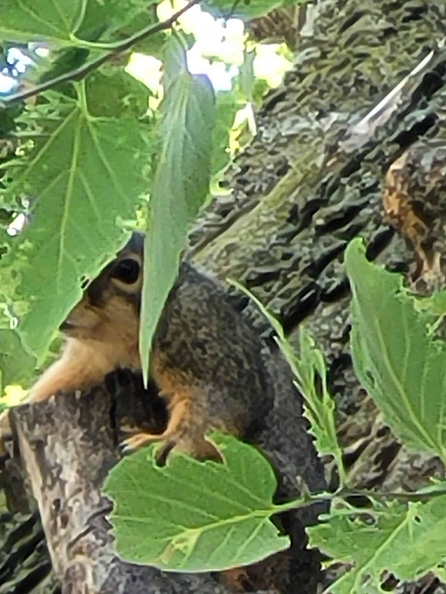 Wonder Spelen City Park - Pella, IA