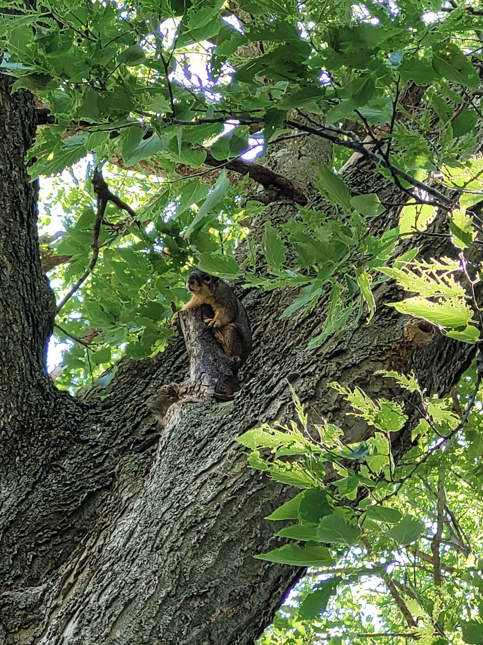 Wonder Spelen City Park - Pella, IA