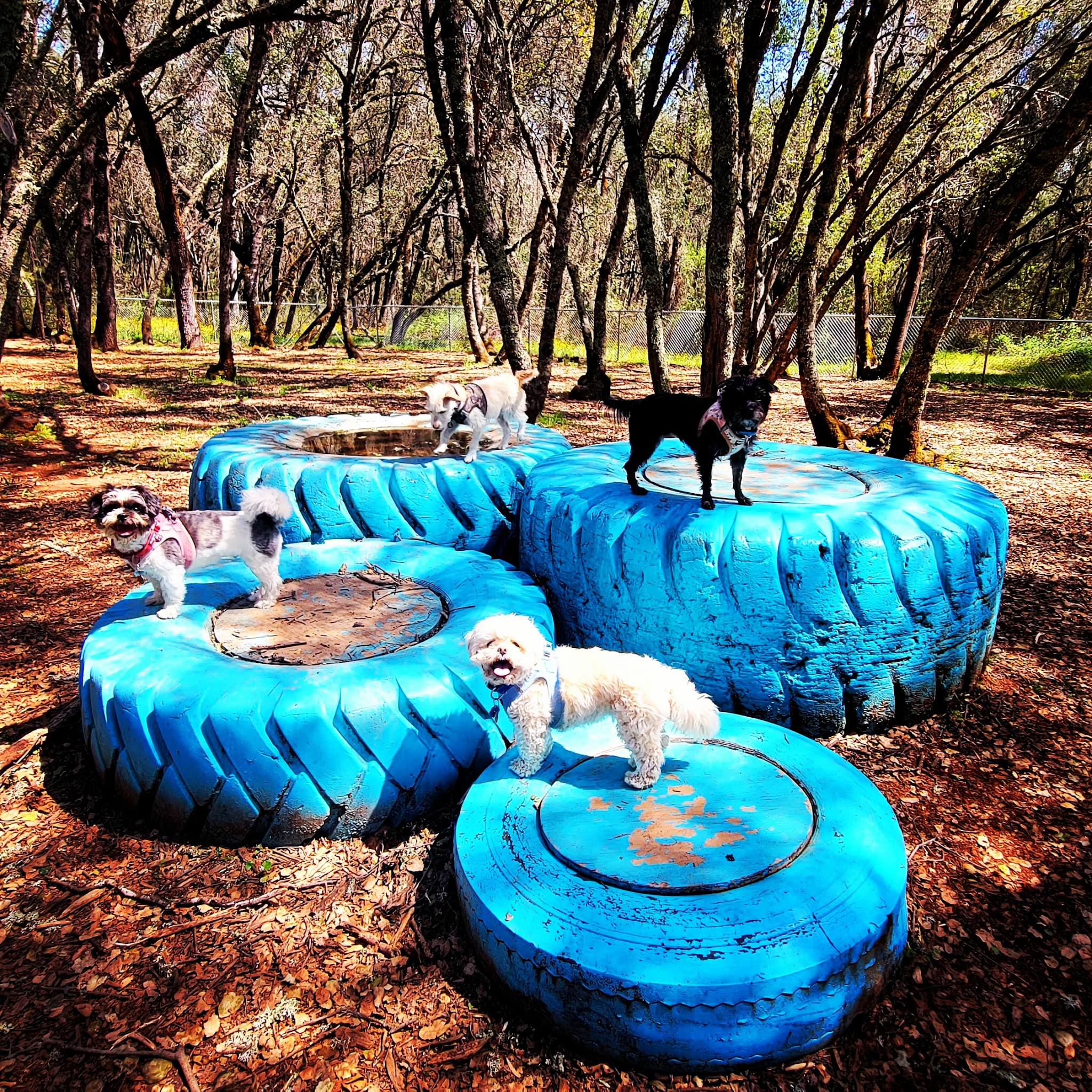 Western Gateway Dog Park - Penn Valley, CA