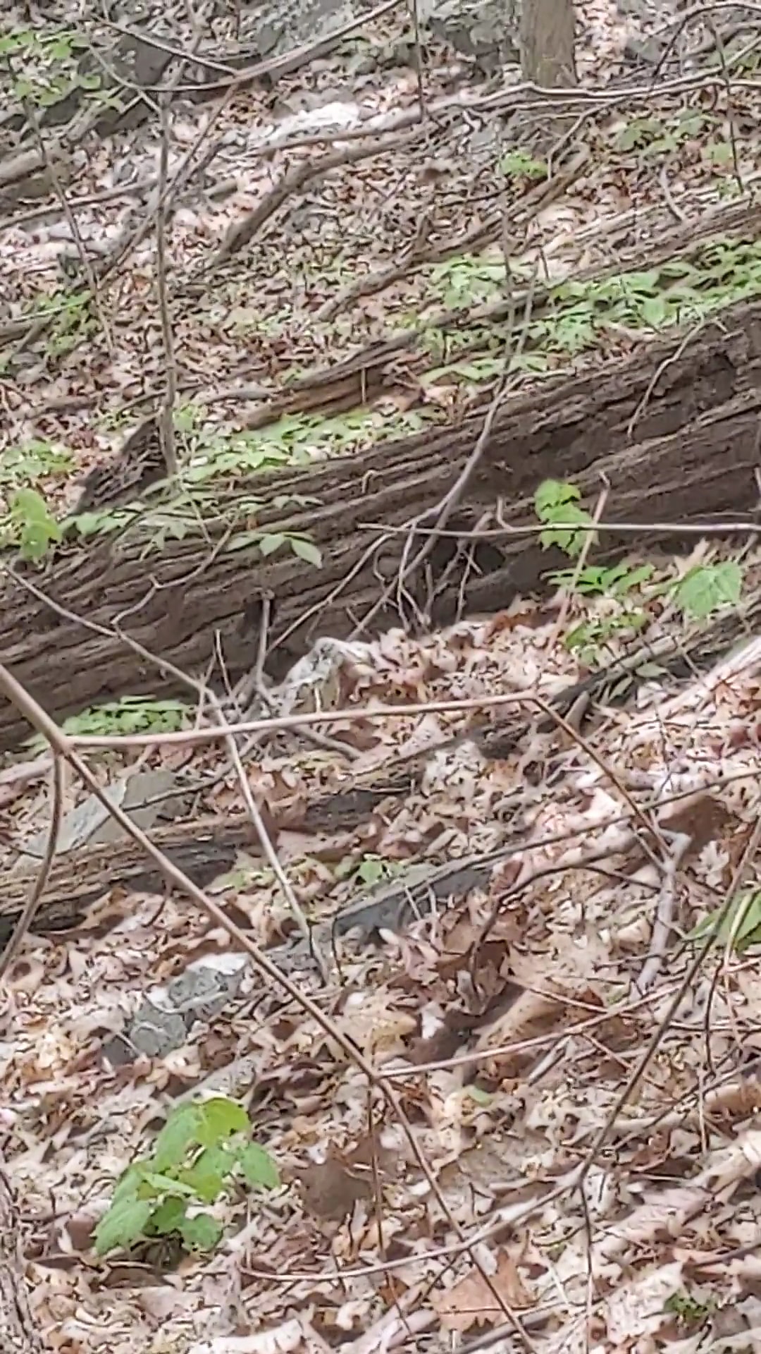 Green Lane Park - Blue Trail - Pennsburg, PA