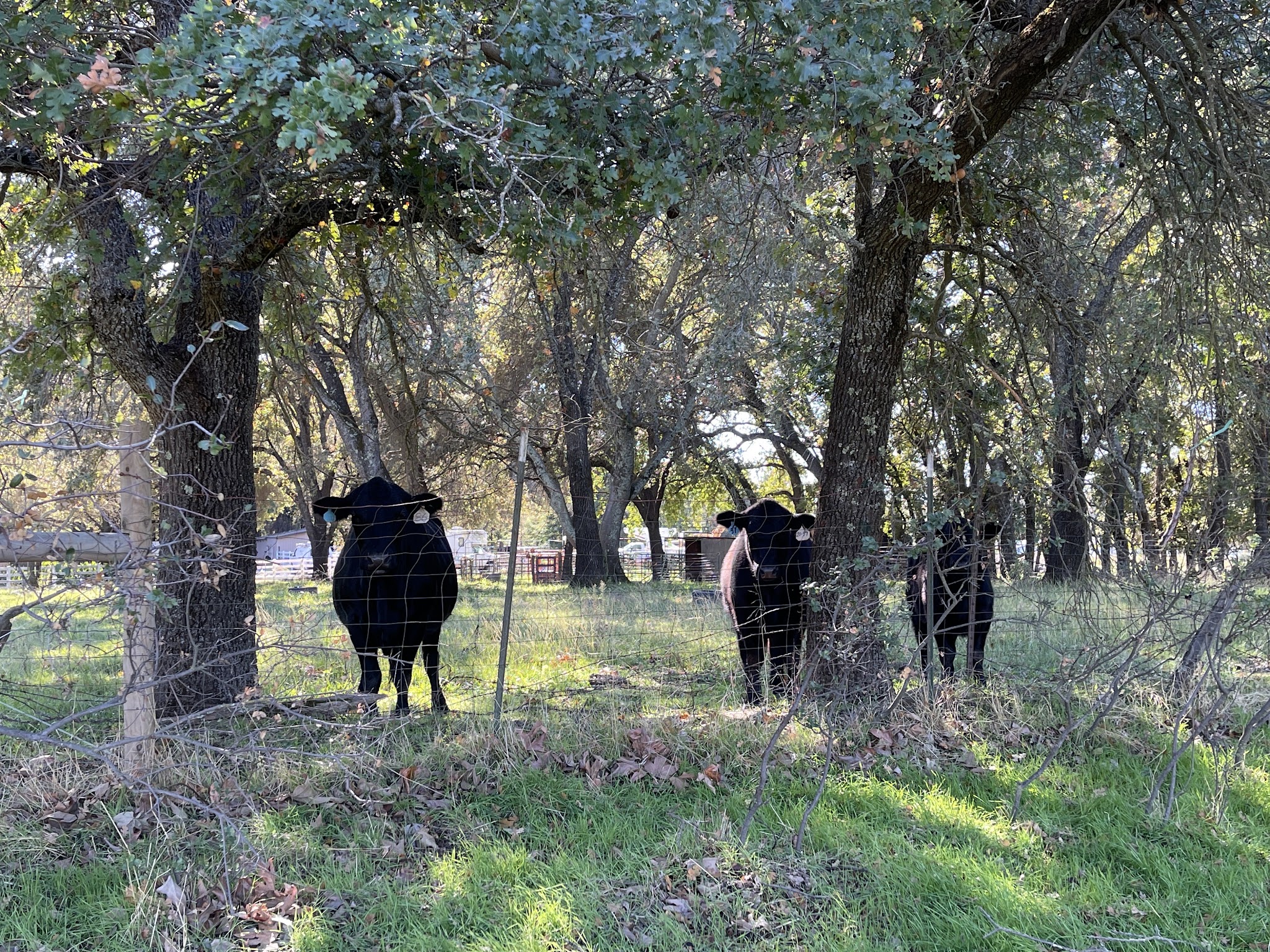 Traylor Ranch Bird Sanctuary And Nature Reserve - Penryn, CA