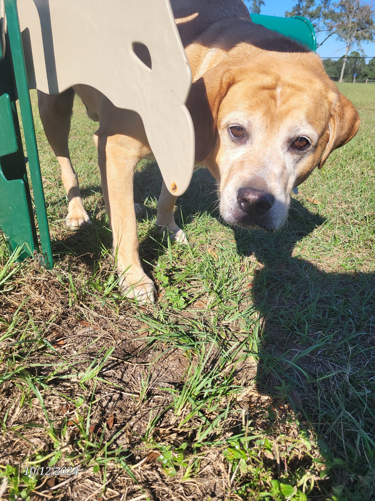 "Bark Park" Dog Park - Pensacola, FL