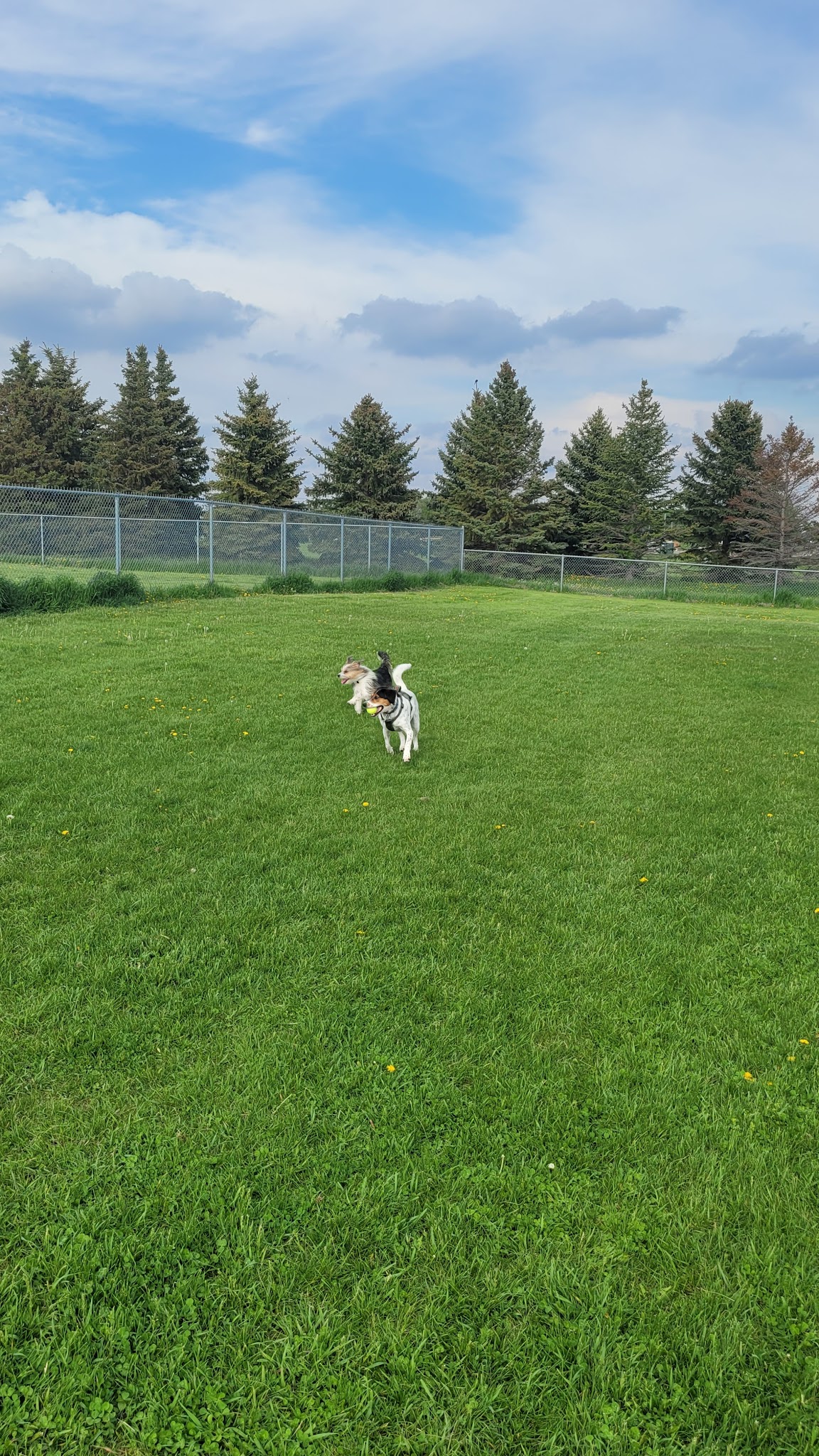 Dog Park - Perham, MN