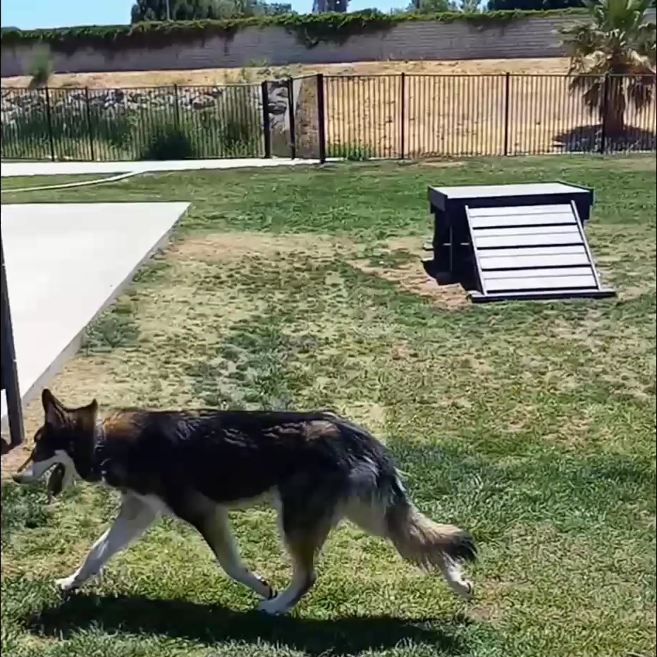 Paws Dog Park - Perris, CA