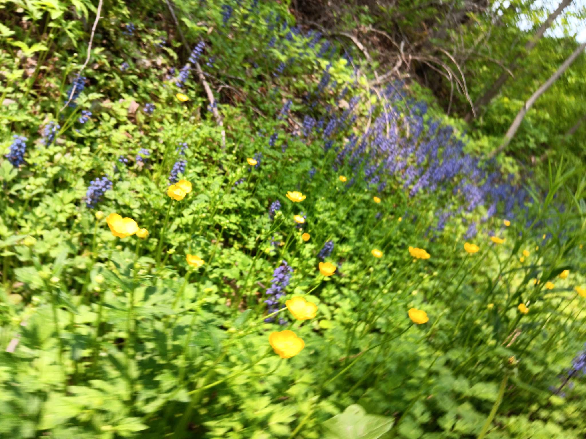 Silver Lake Outlet Trail - Perry, NY
