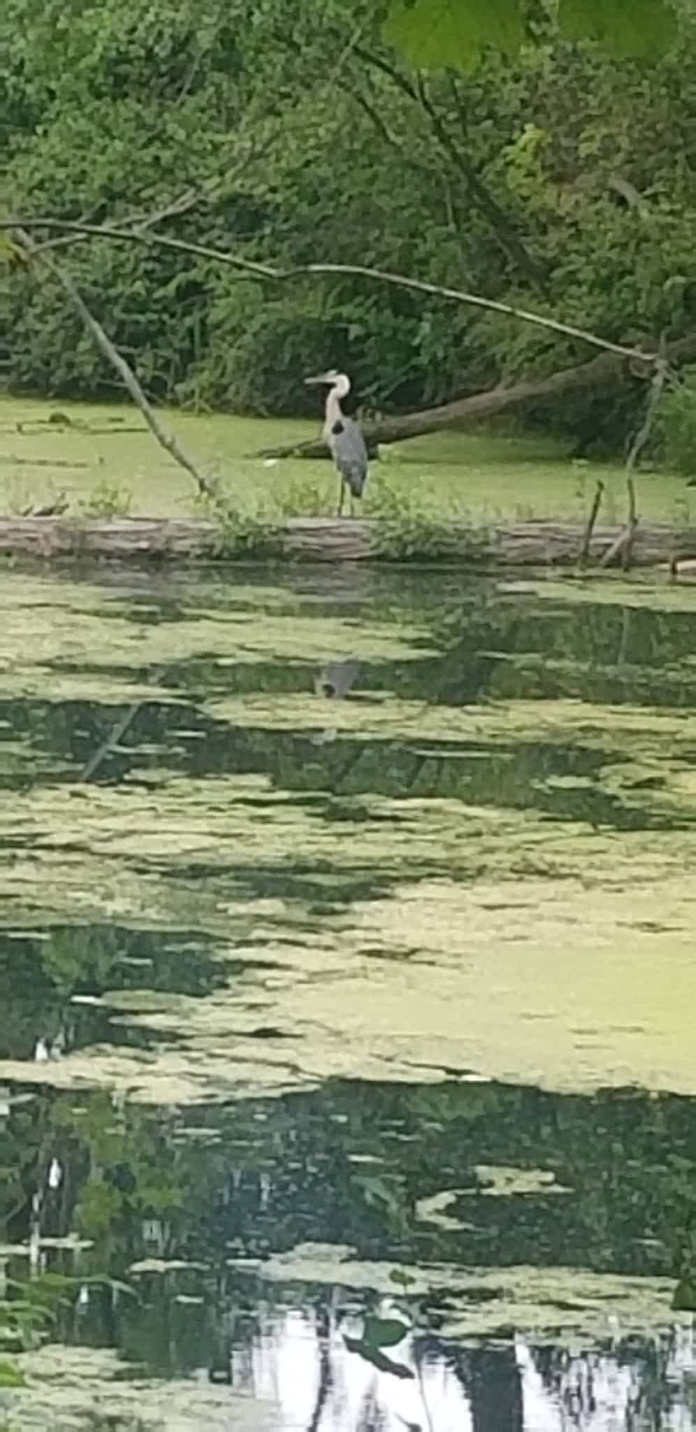 Silver Lake Outlet Trail - Perry, NY