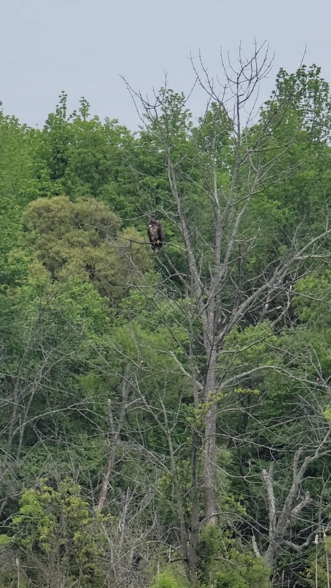 Kayak Ramp - Perryville, MD