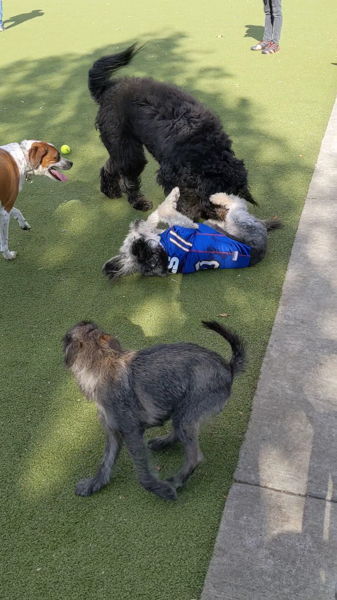 Columbus Square Dog Park - Philadelphia, PA