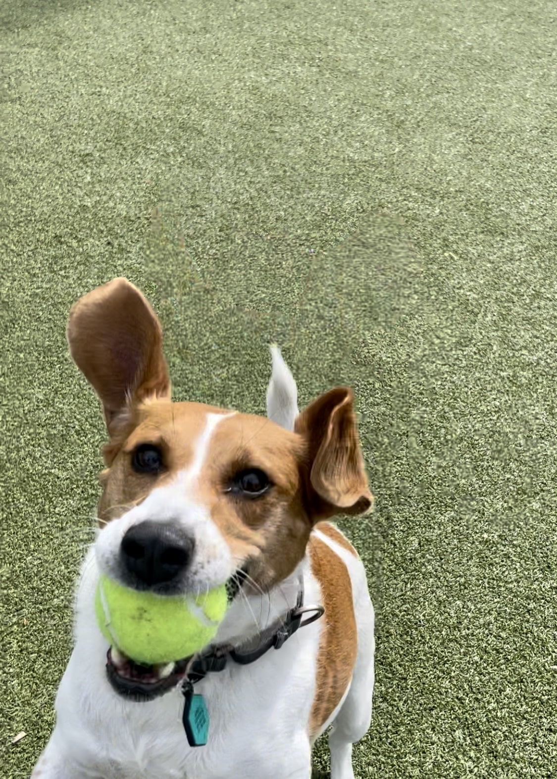 Columbus Square Dog Park - Philadelphia, PA