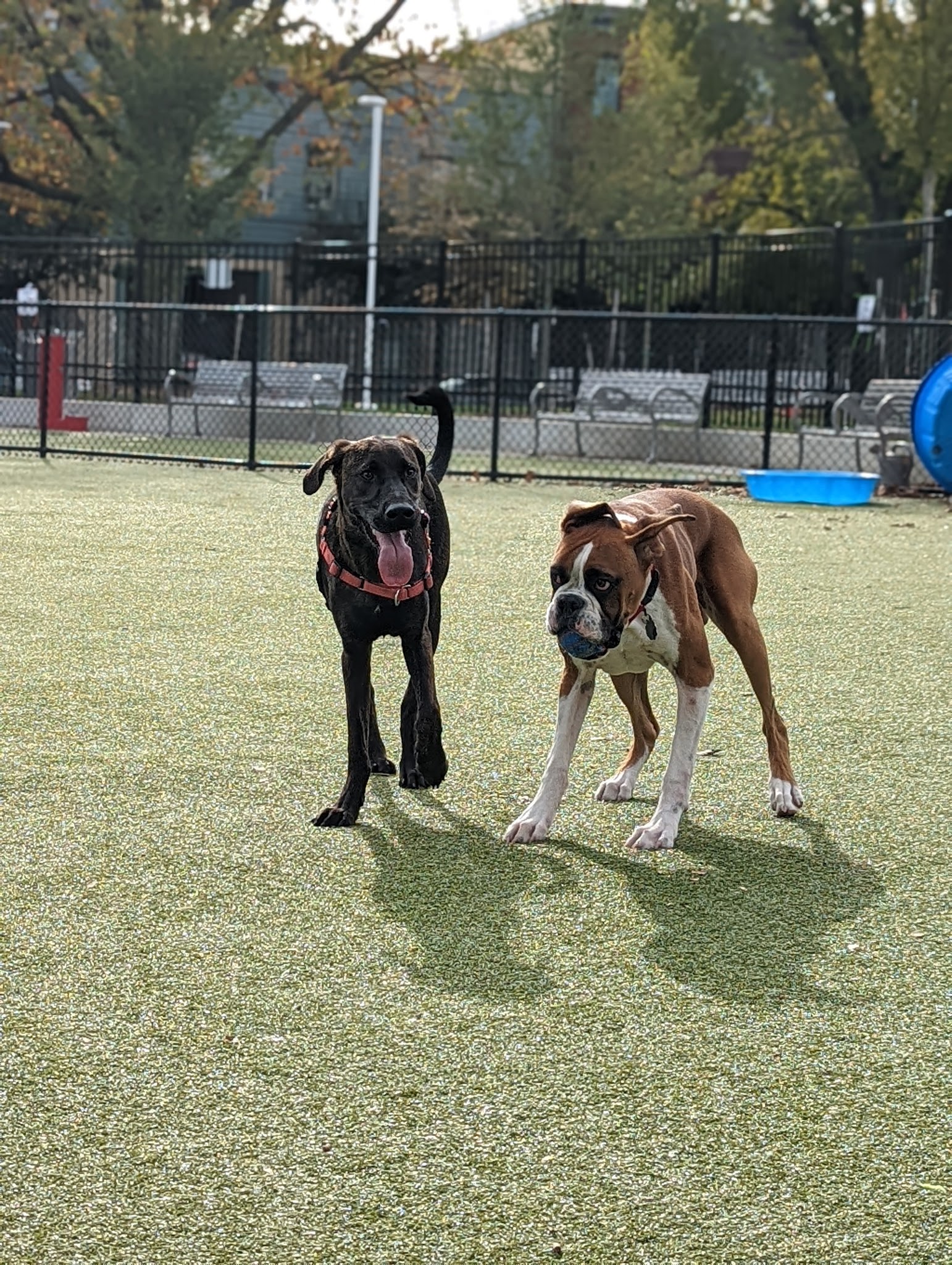 Columbus Square Dog Park - Philadelphia, PA