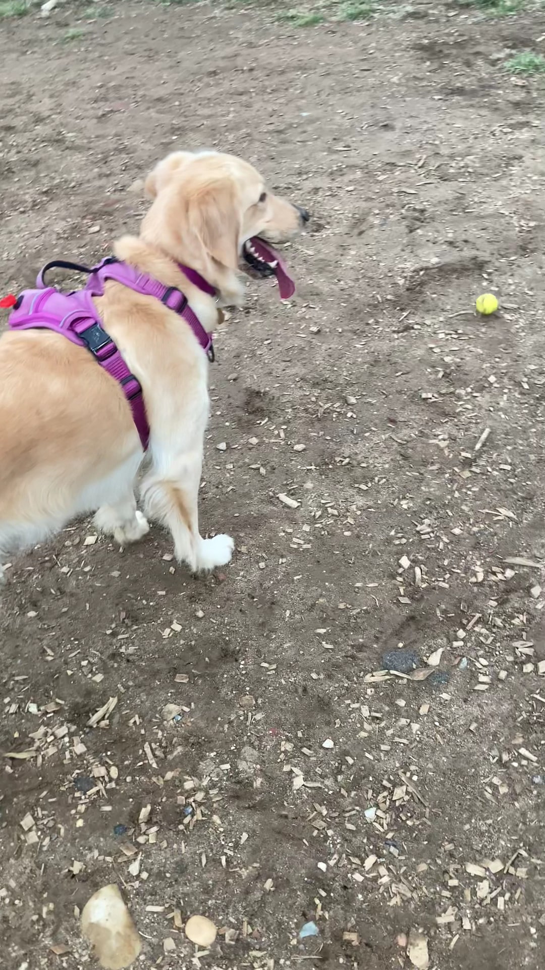 Francisville Dog Park - Philadelphia, PA