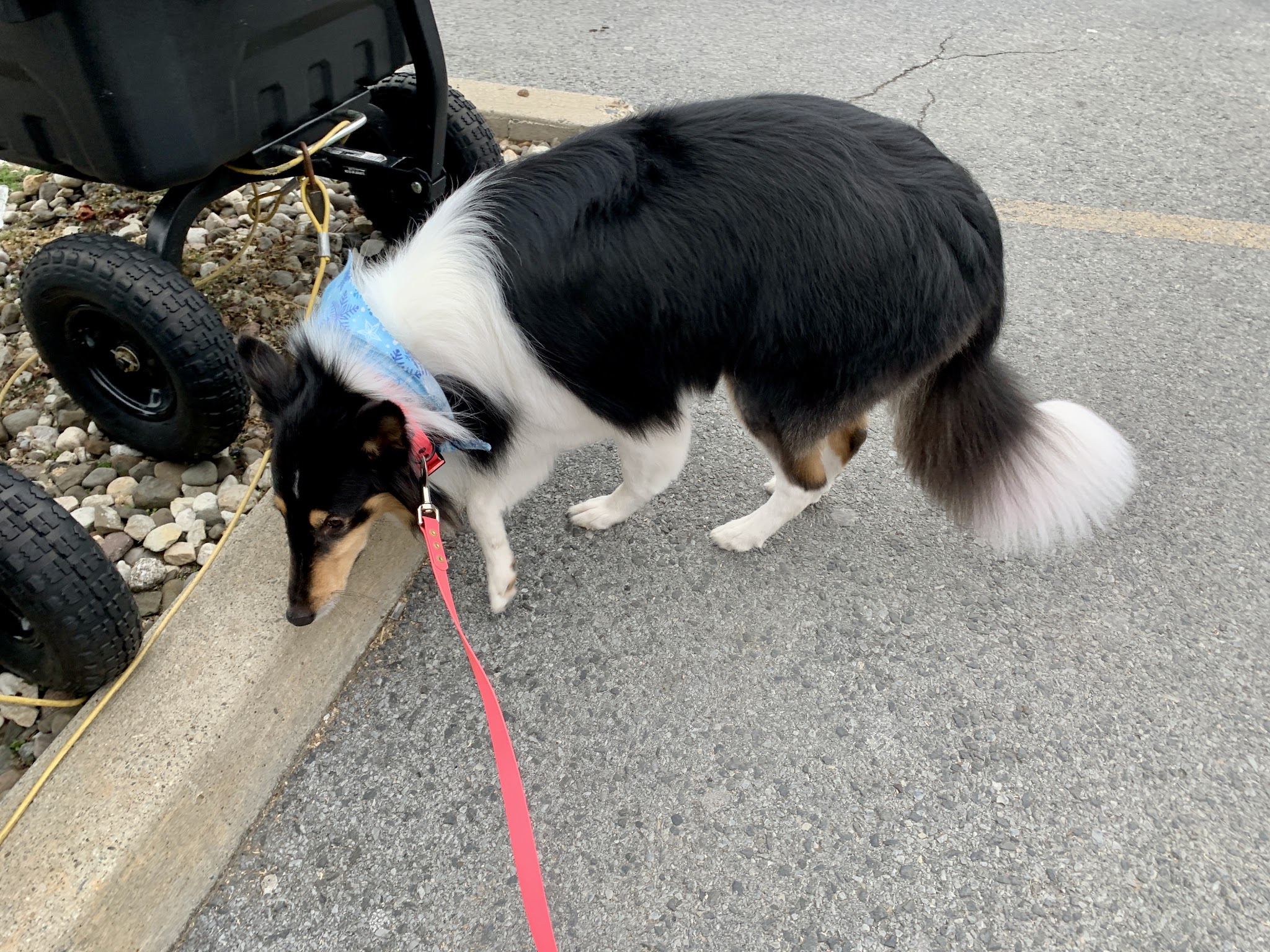 Ruff Haus Kennels, LLC - Pine Bush, NY
