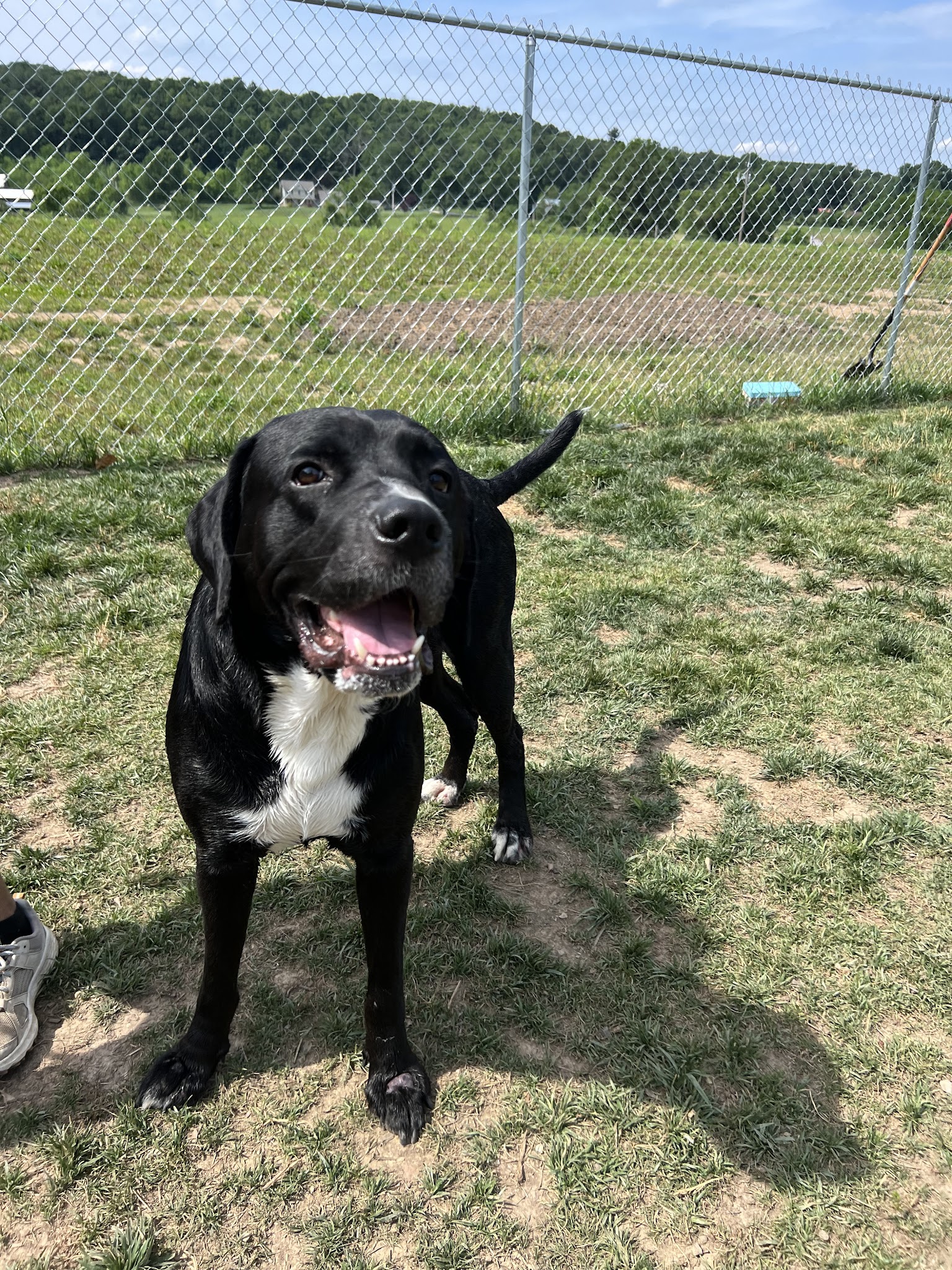 Farmhouse Pet Resort LLC - Pine Grove, PA