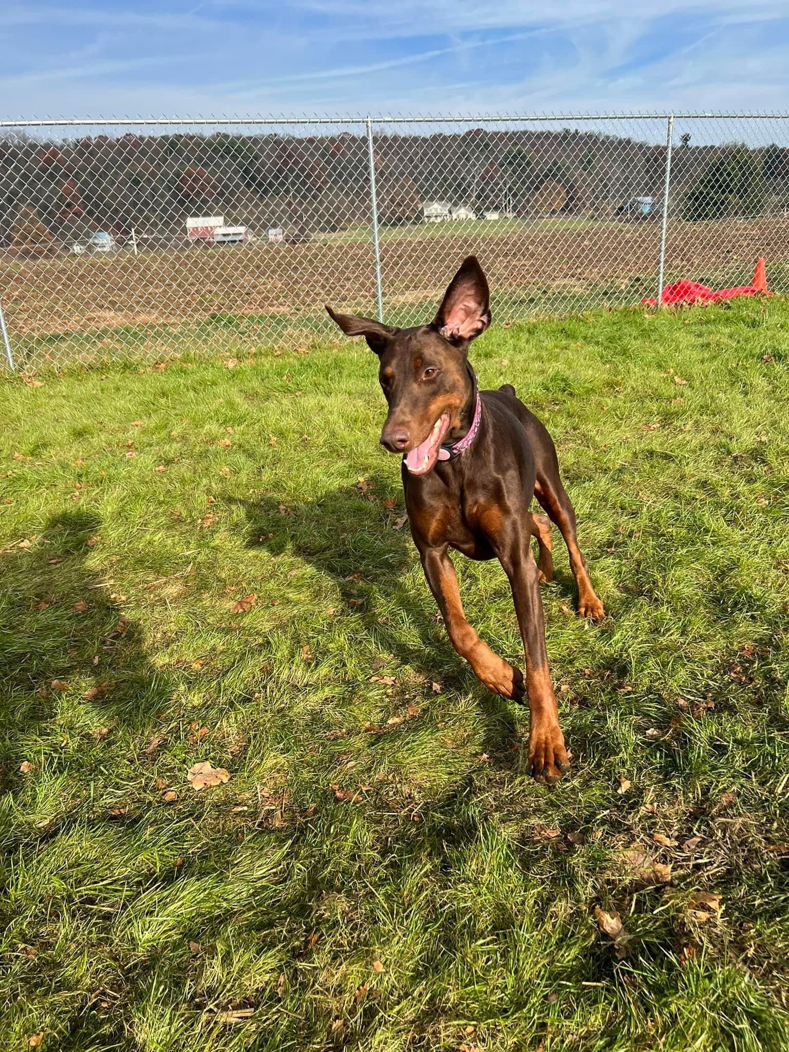 Farmhouse Pet Resort LLC - Pine Grove, PA