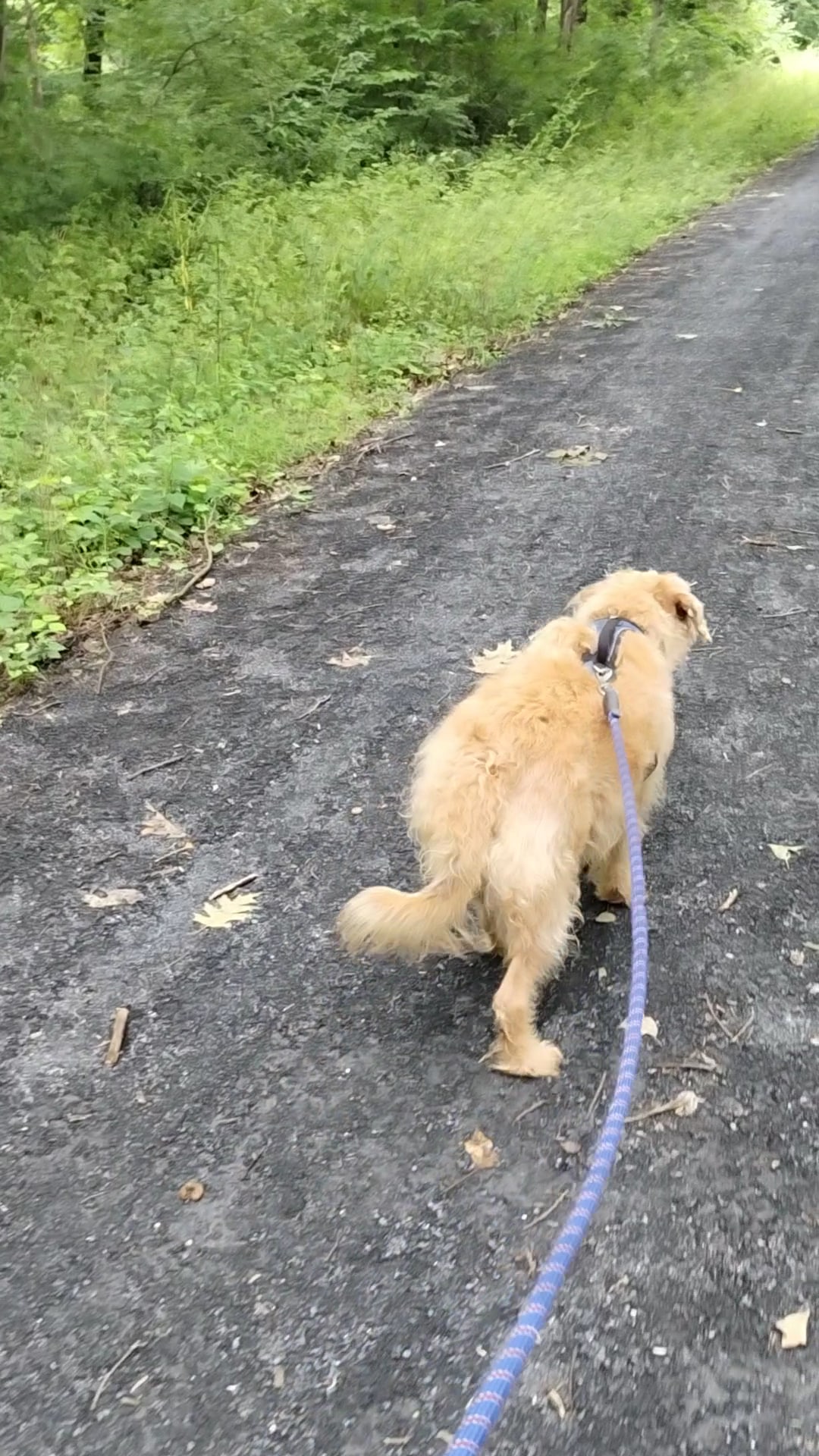Swopes Valley Trailhead - Pine Grove, PA