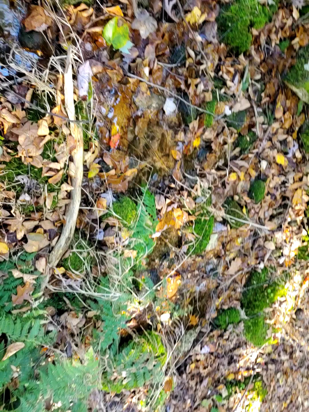 Weiser State Forest - Pine Grove, PA