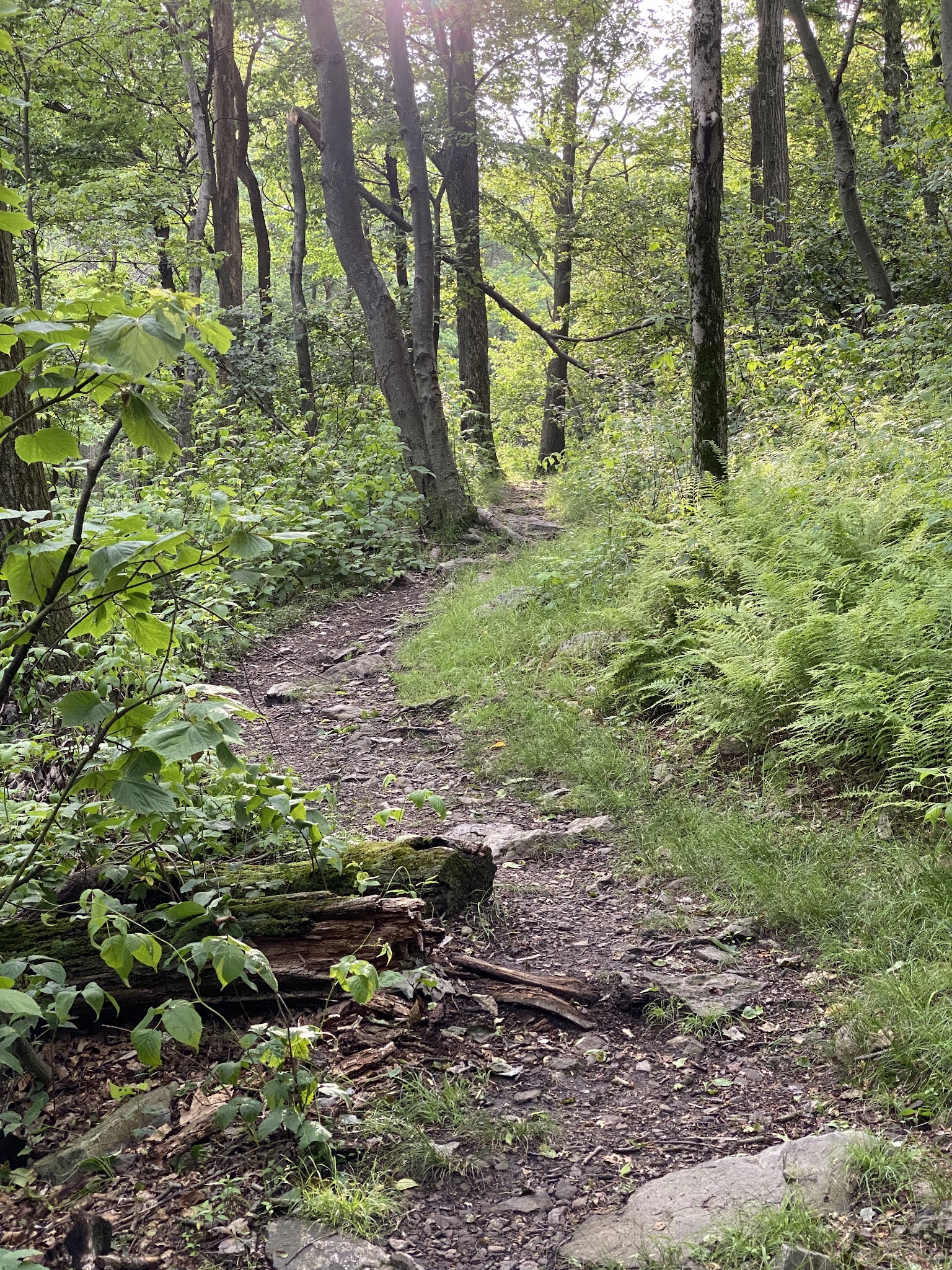 Weiser State Forest - Pine Grove, PA