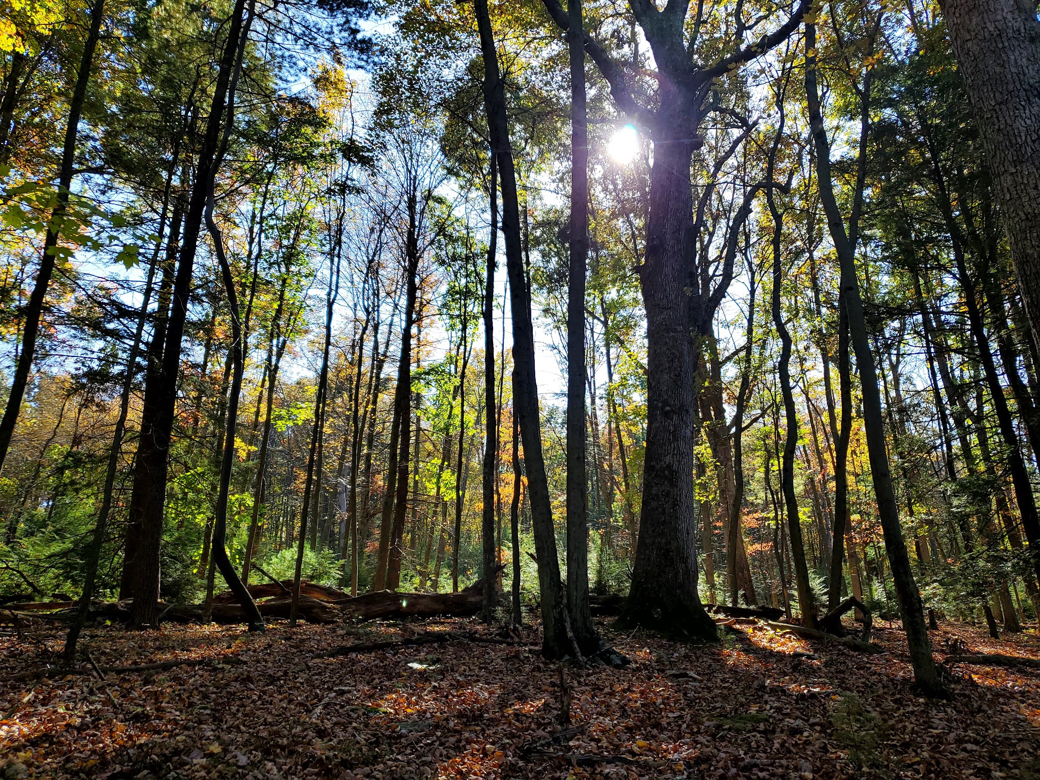 Weiser State Forest - Pine Grove, PA