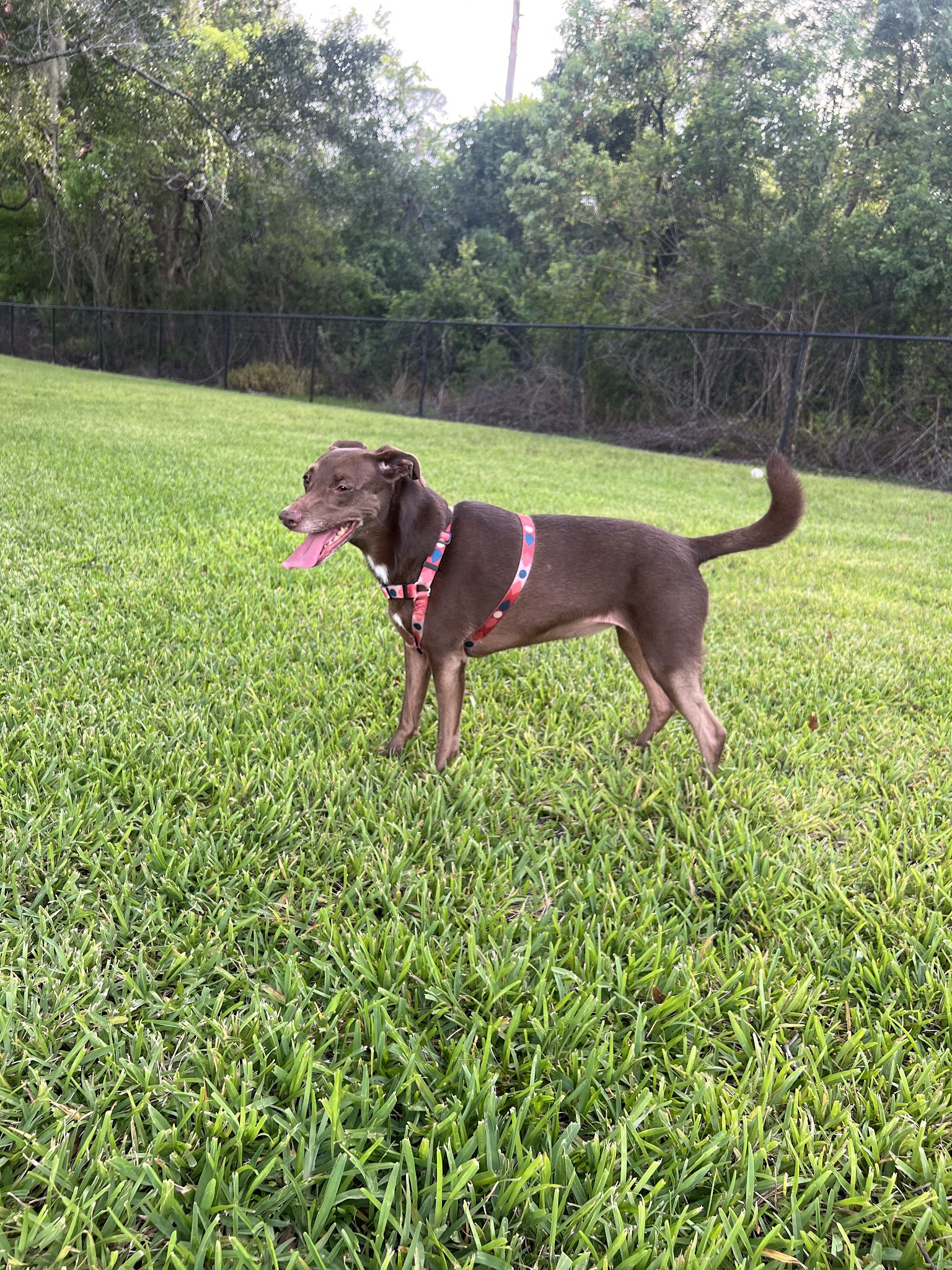 Barnett Dog park - Pine Hills, FL