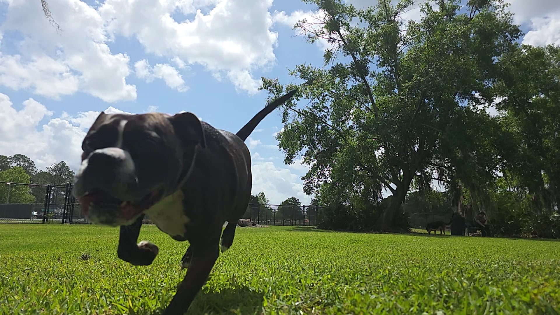 Barnett Dog park - Pine Hills, FL